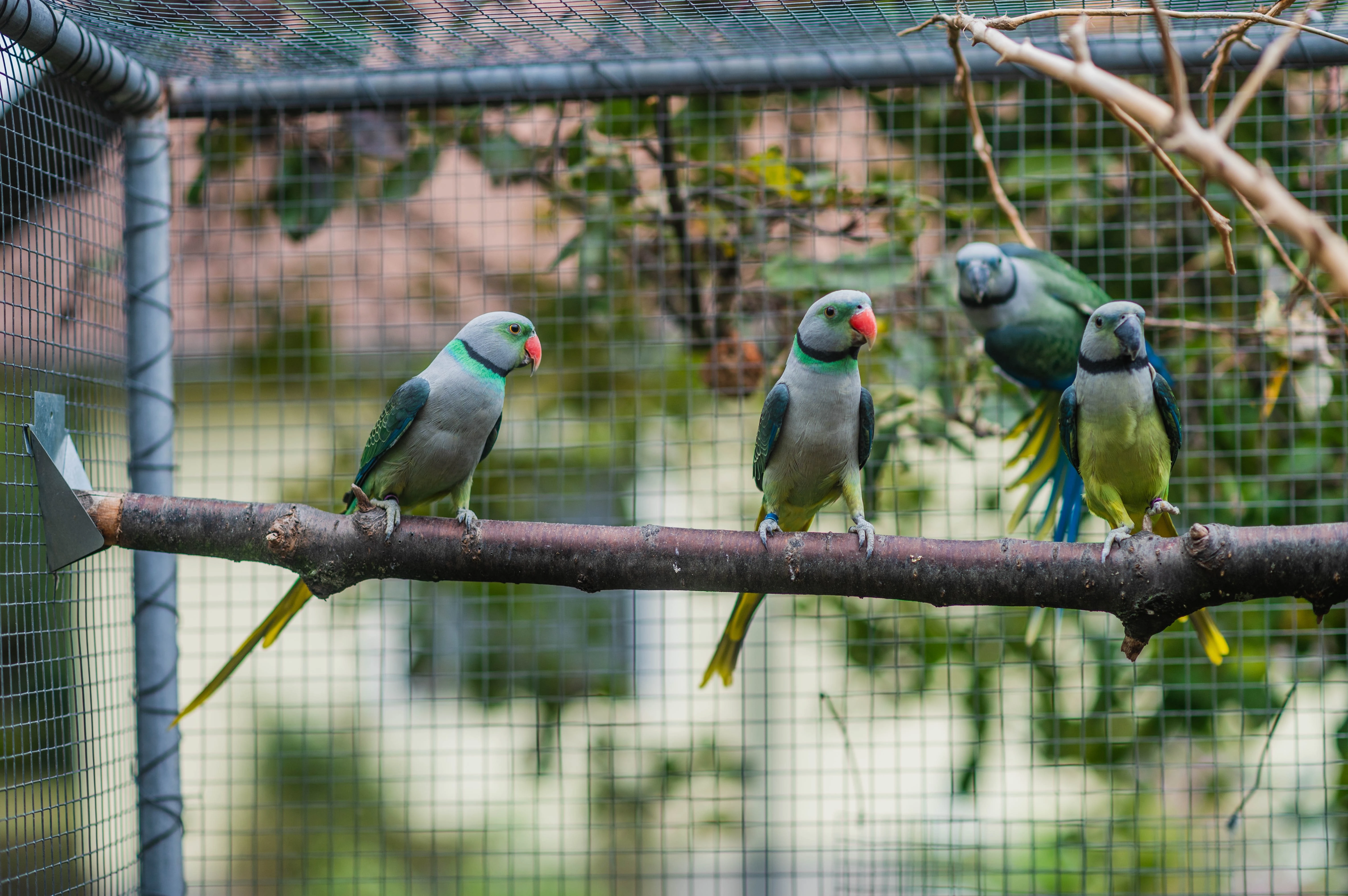 Alexandr holubí - nepřibuzné páry