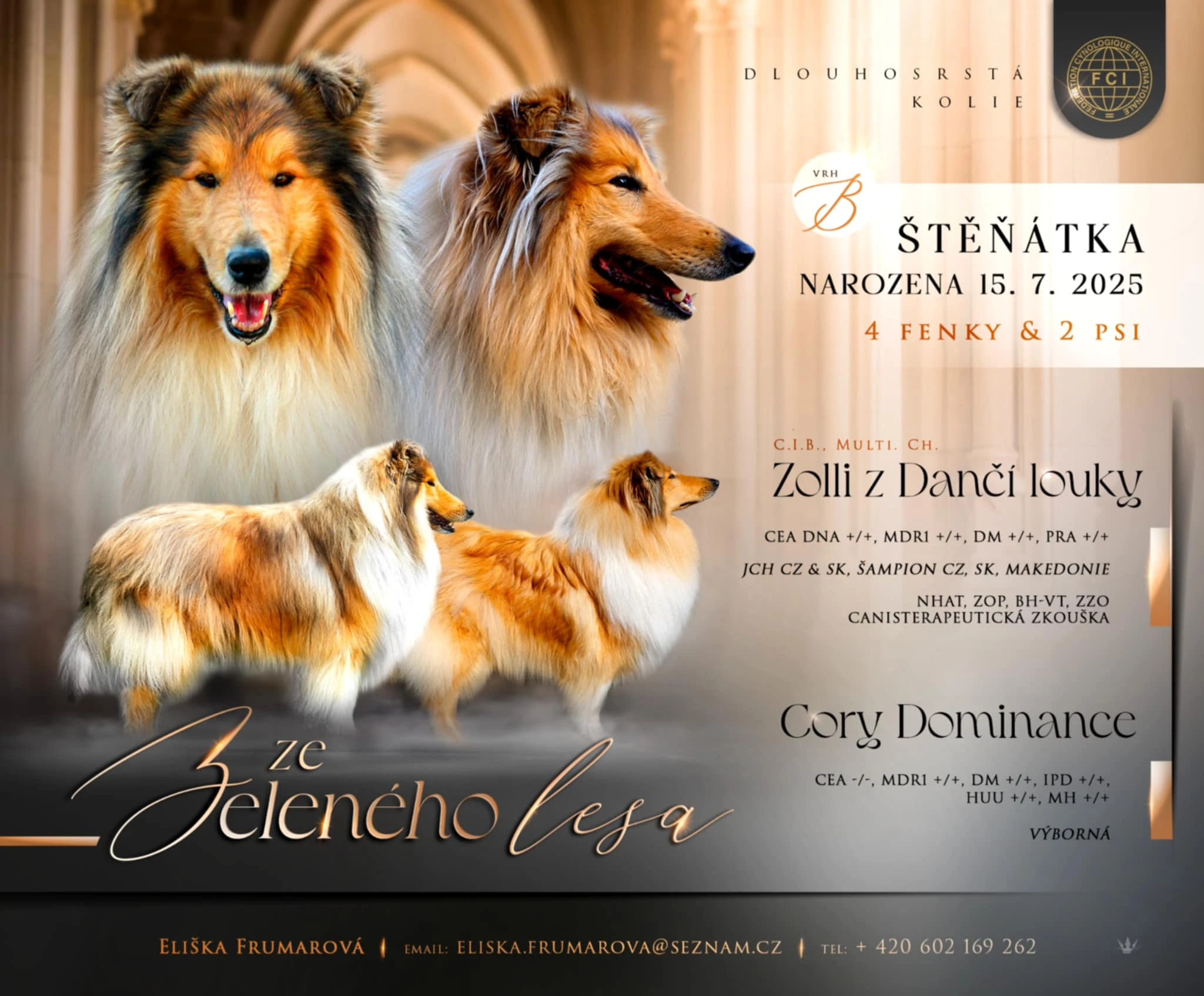 Kolie dlouhosrstá s PP (FCI)
