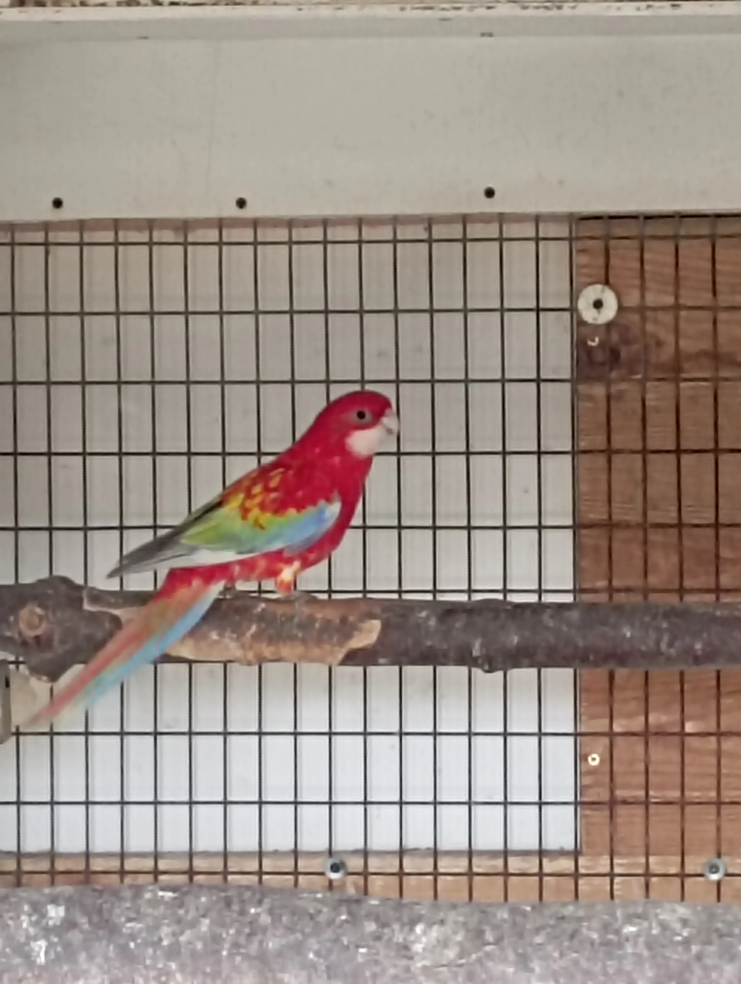 Rosela gold gold / modrá