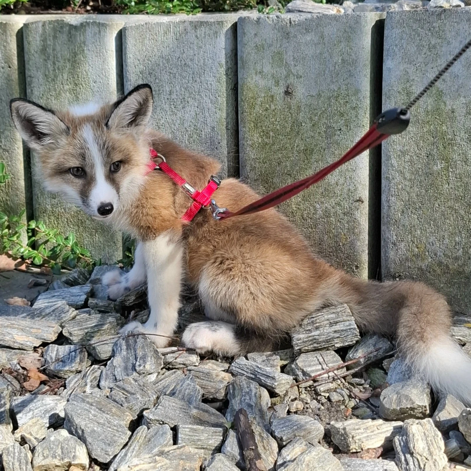 Liška domácí, lišky Red Whitemark, Vulpes Vulpes - jaro rezervace štěňat 2026
