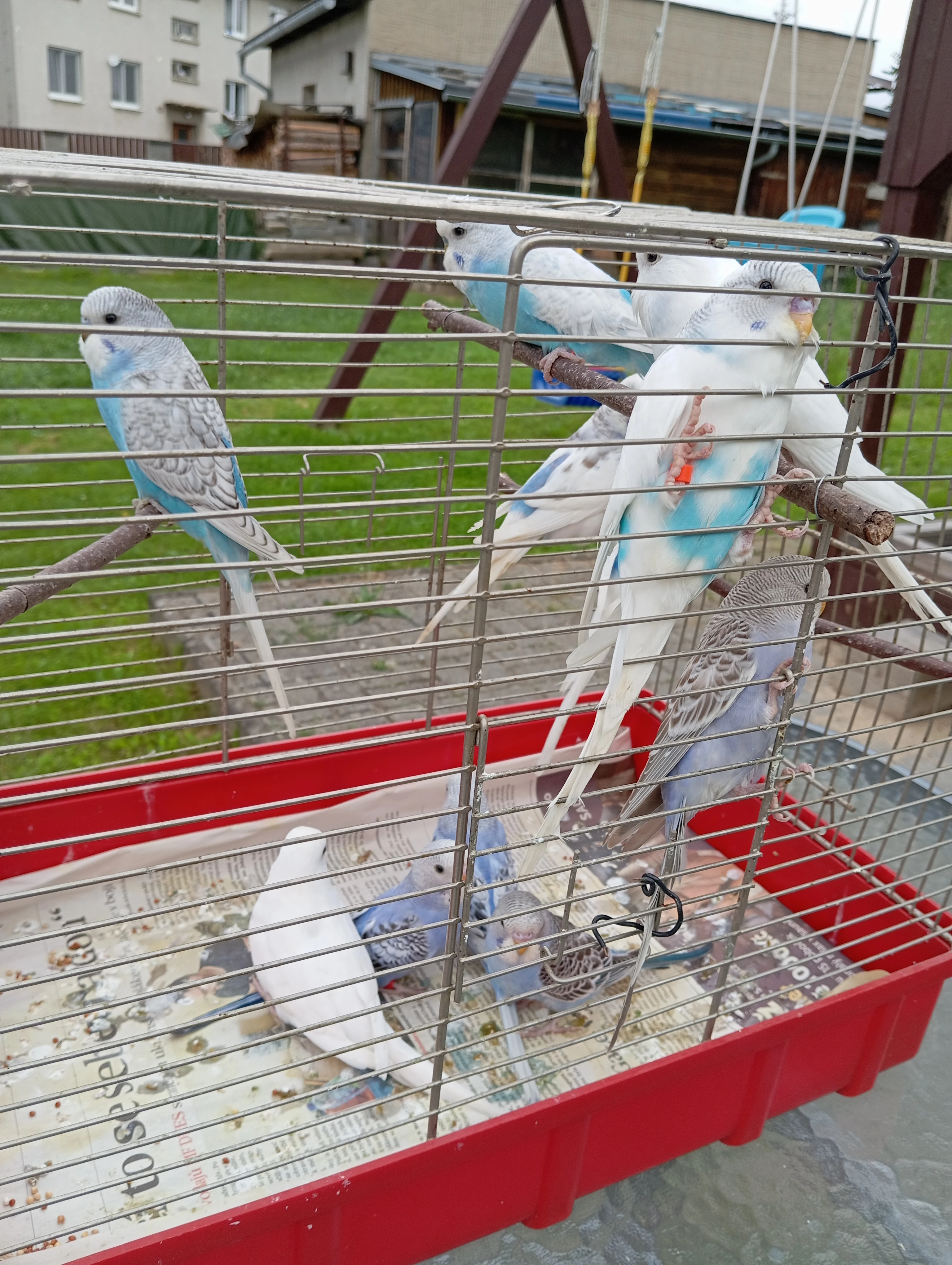 Letošní andulky a korela