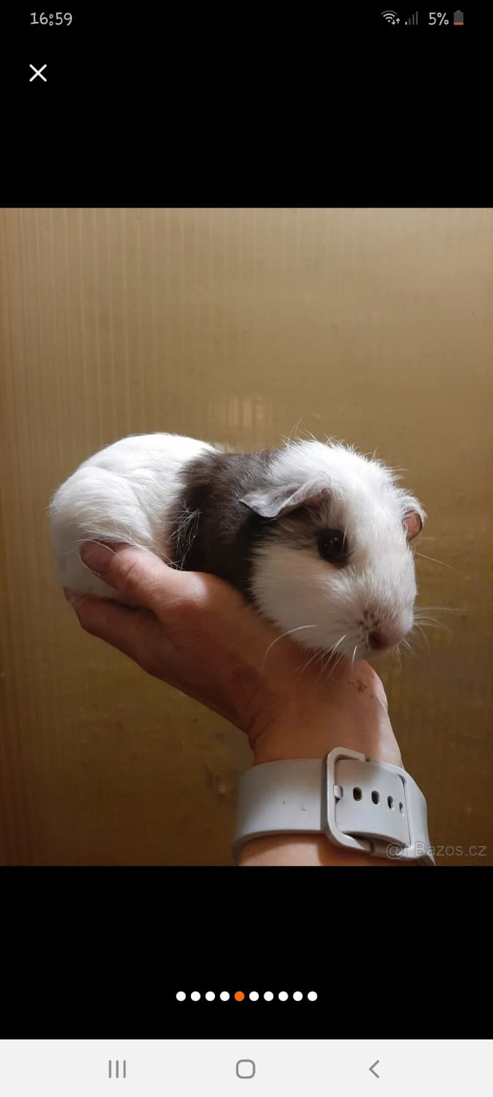 Morcatka