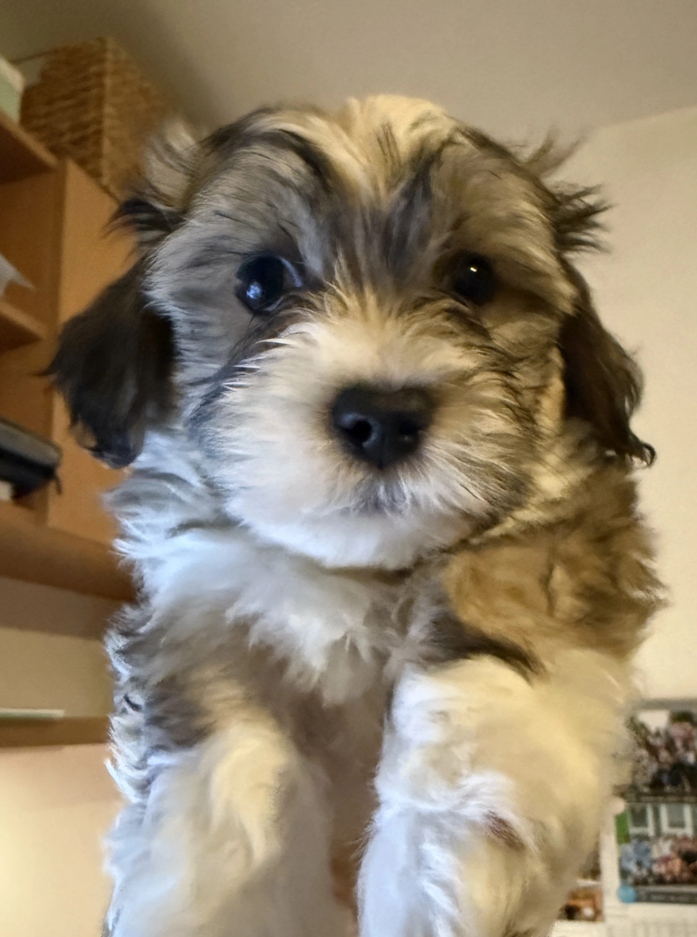 Havanský psík s PP