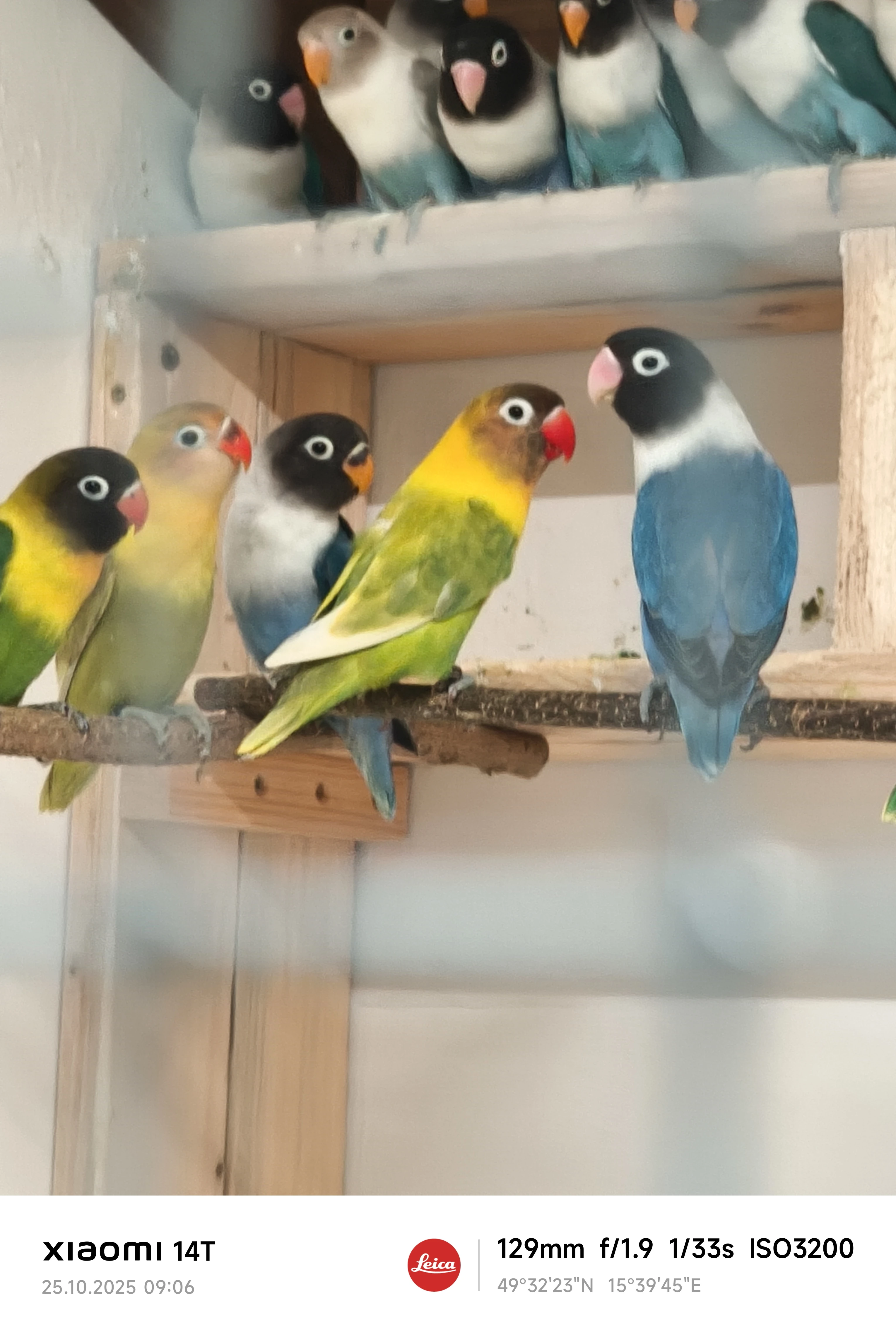 Agapornis škraboškový