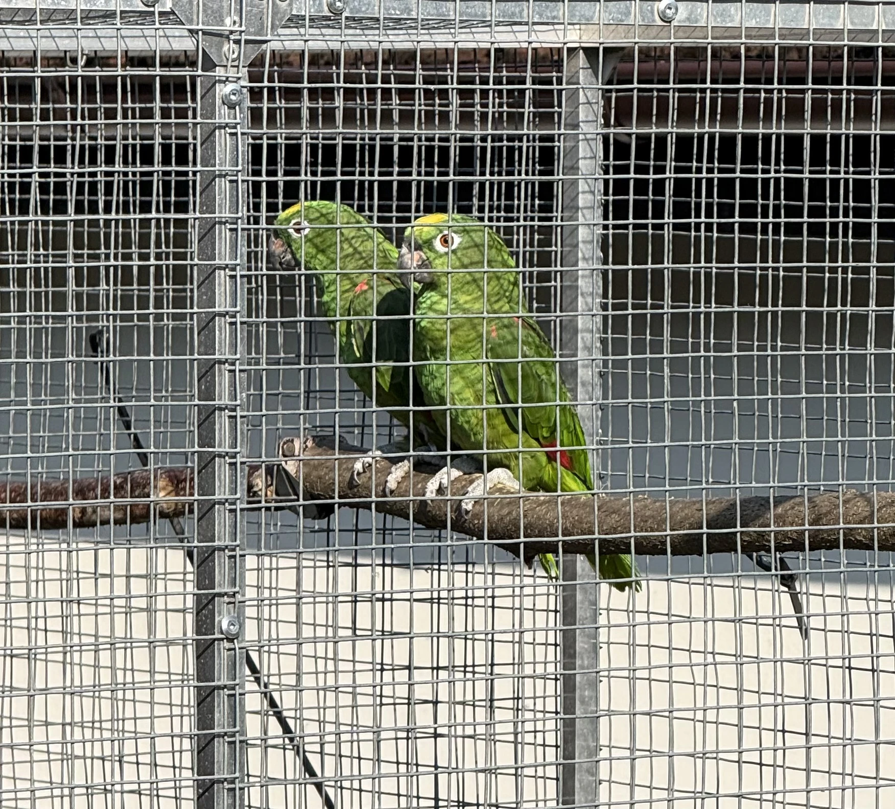 Prodám samičku Amazoňana žlutohlavého