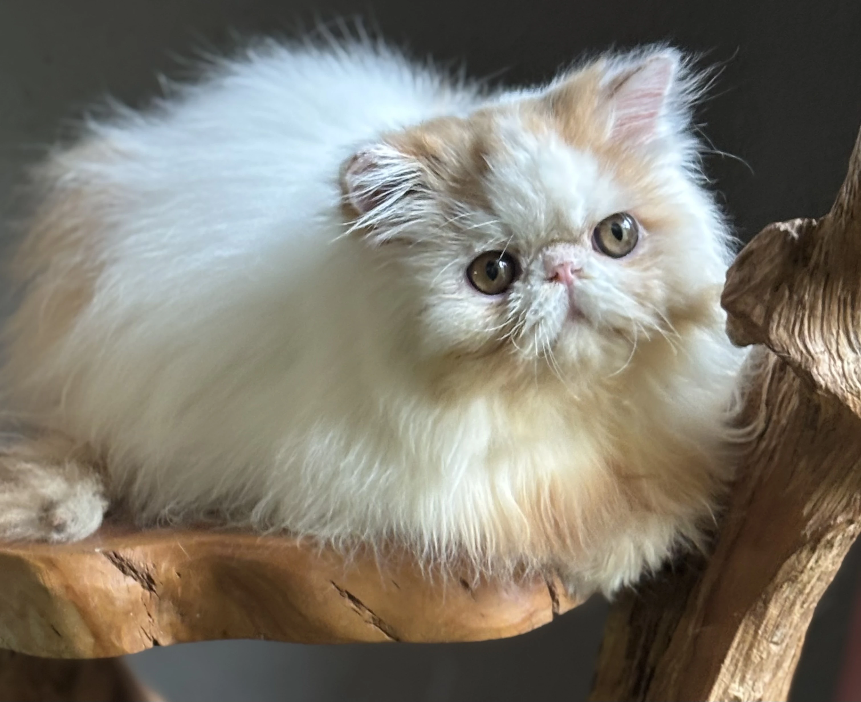 Prodám perské kotě s PP-