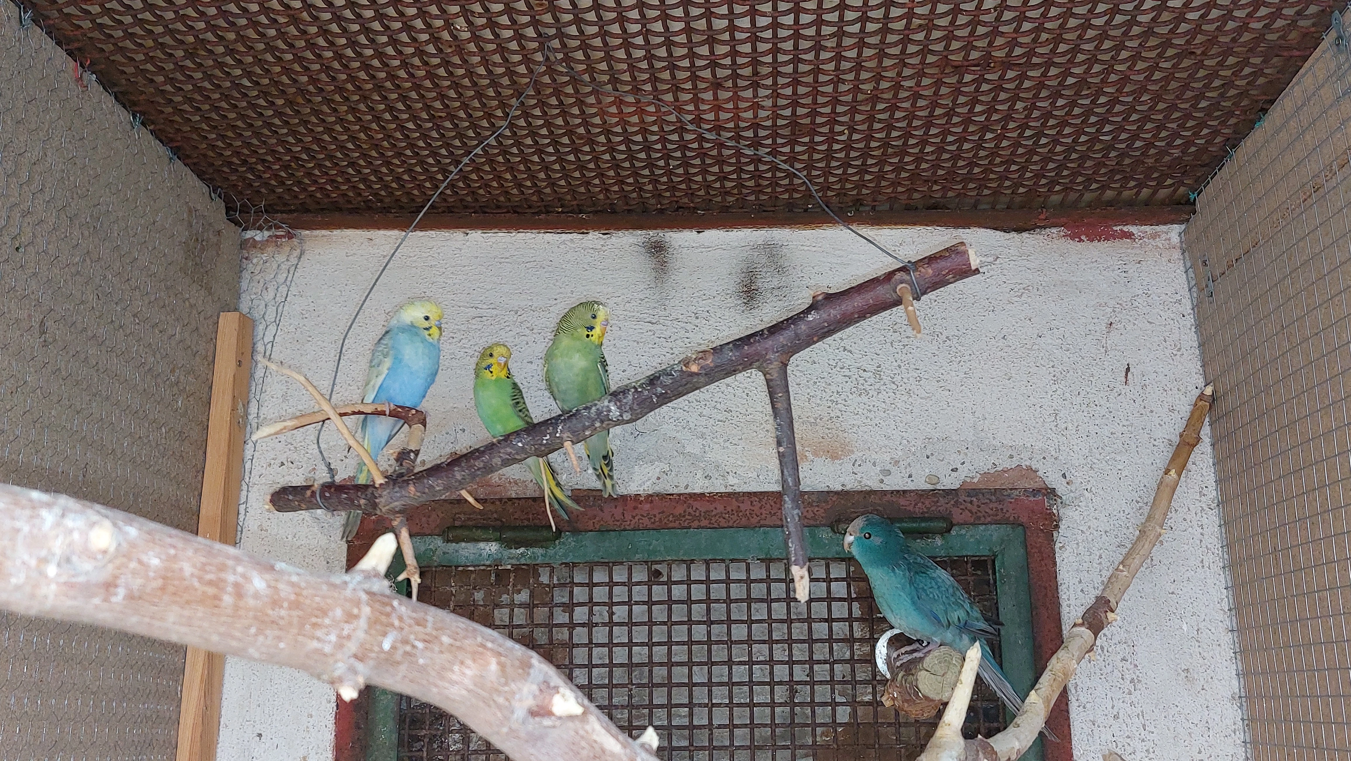 Andulky duhové,  obyčejně