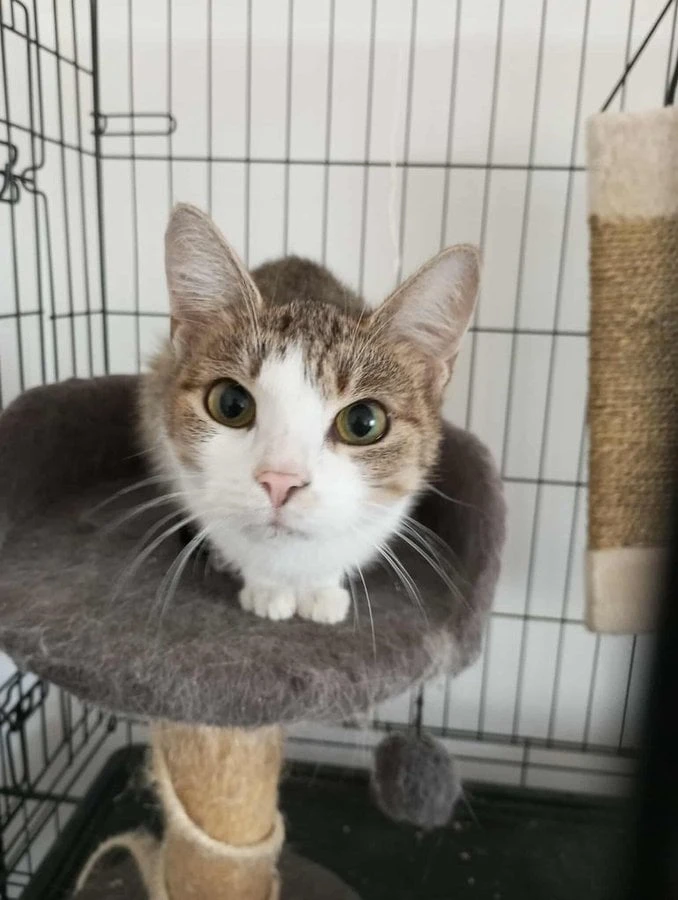 Mia z nevyhovujících podmínek čeká na domov