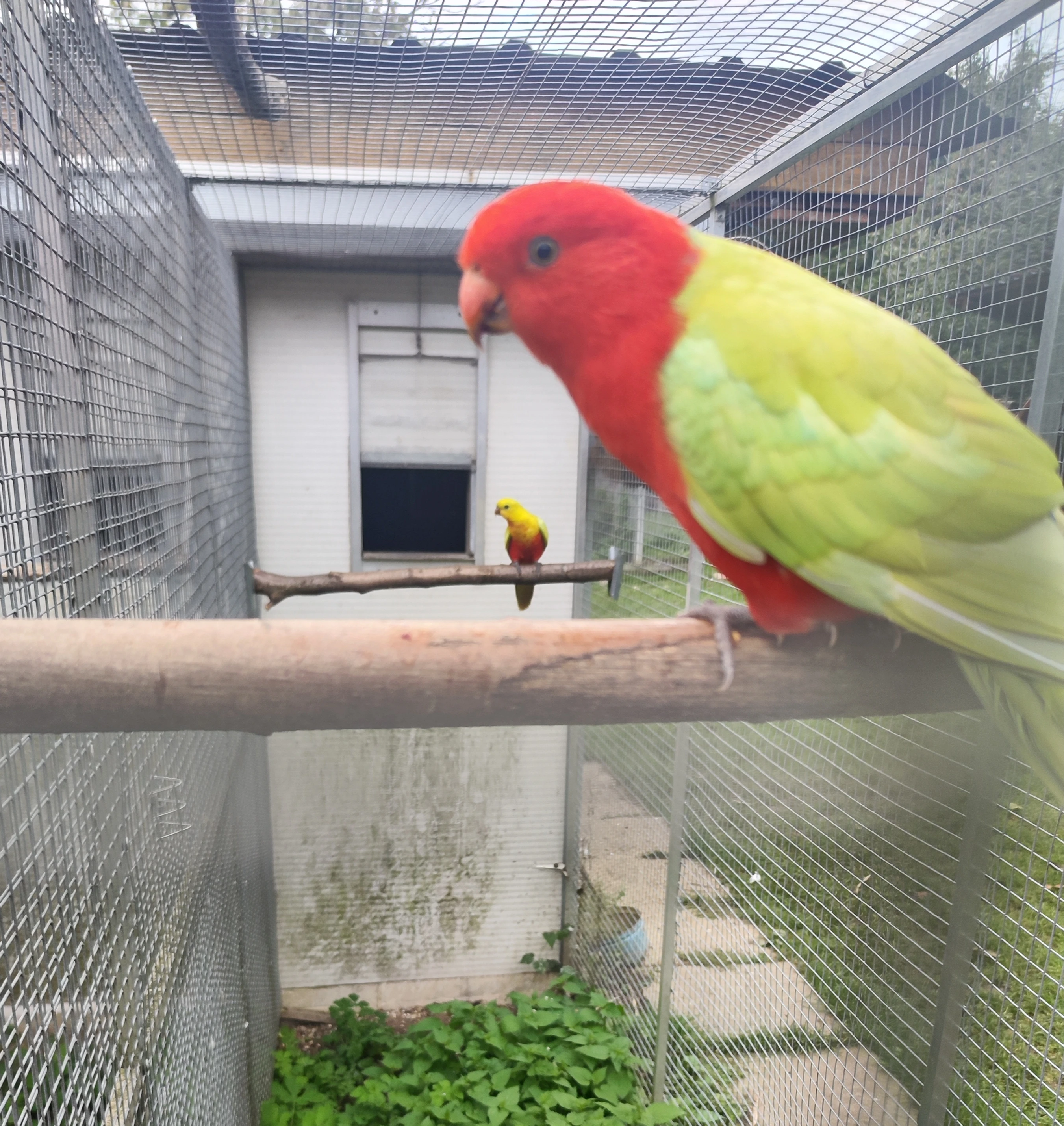 Pridám samca kráľovský zlty