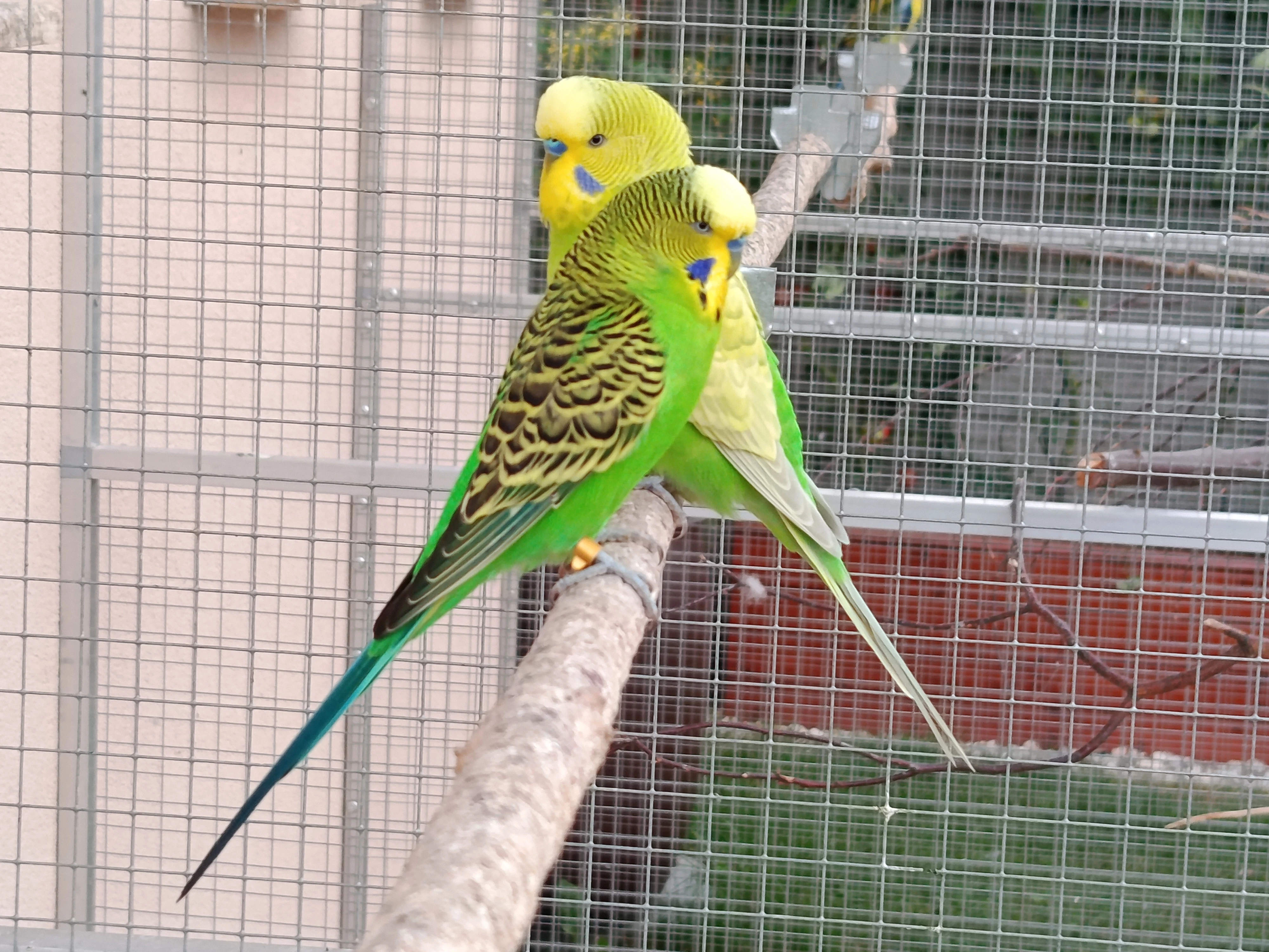 Prodám andulky (fialové, modré, zelené)