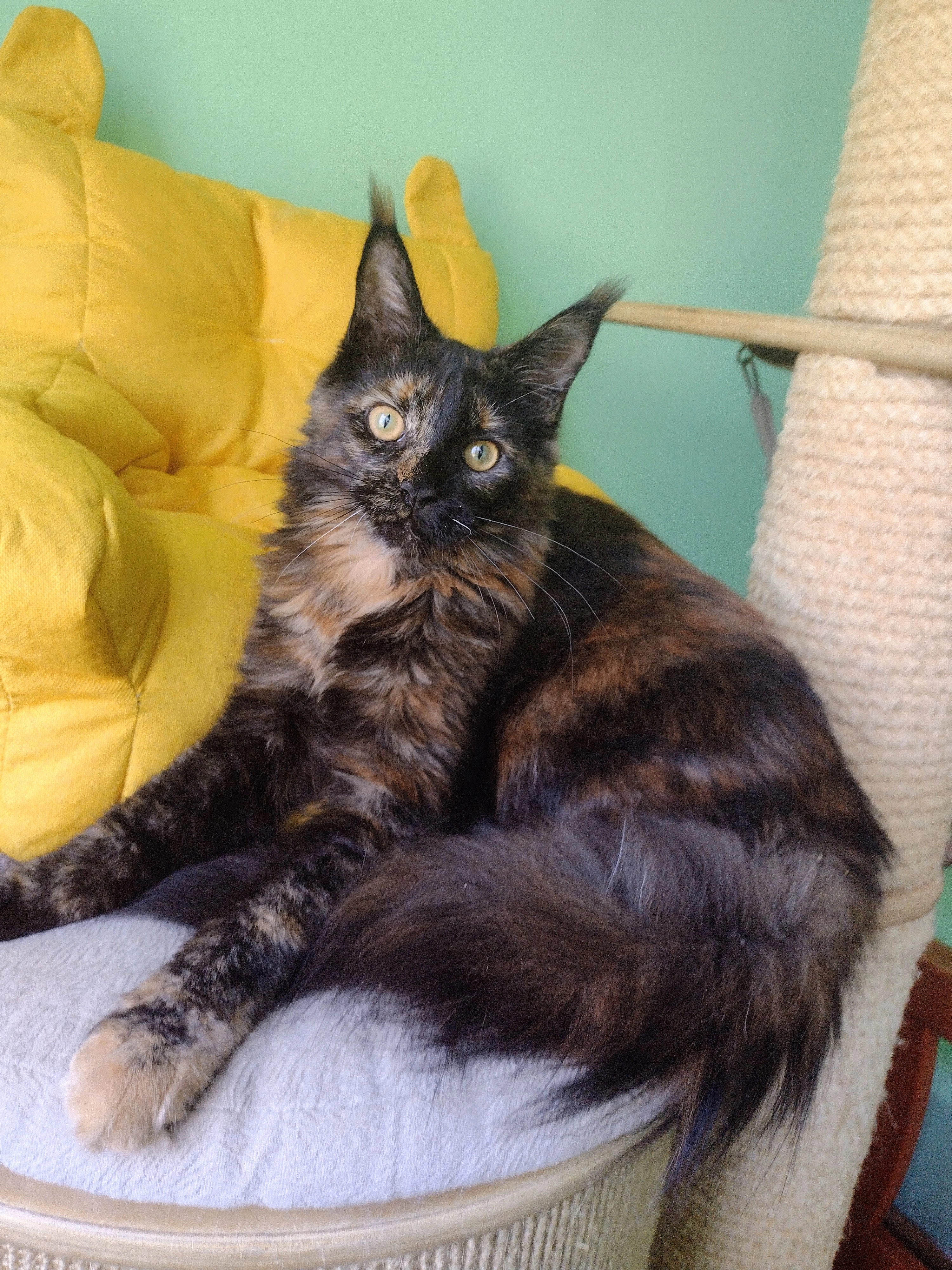 Prodám mainskou mývalí kočičku s PP