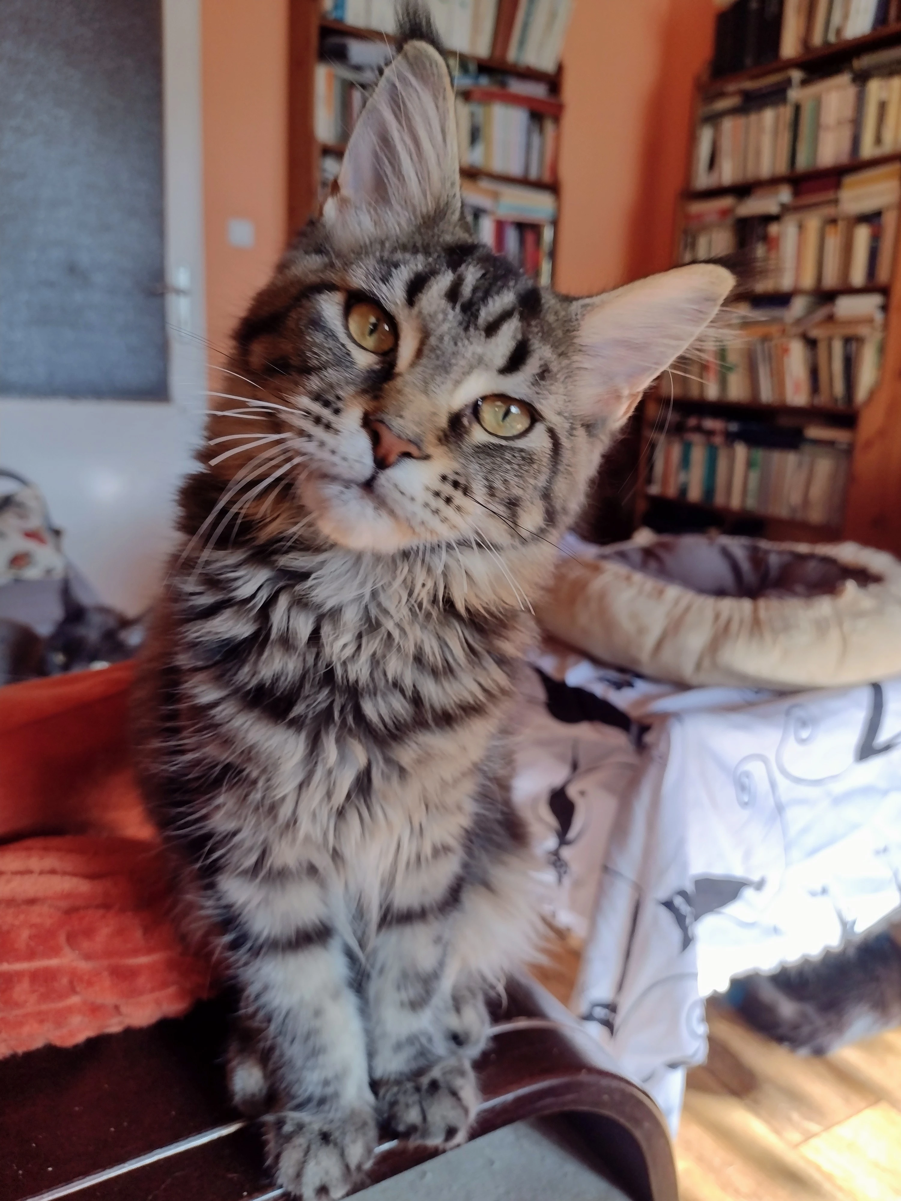 Prodám mainskou mývalí kočičku s PP