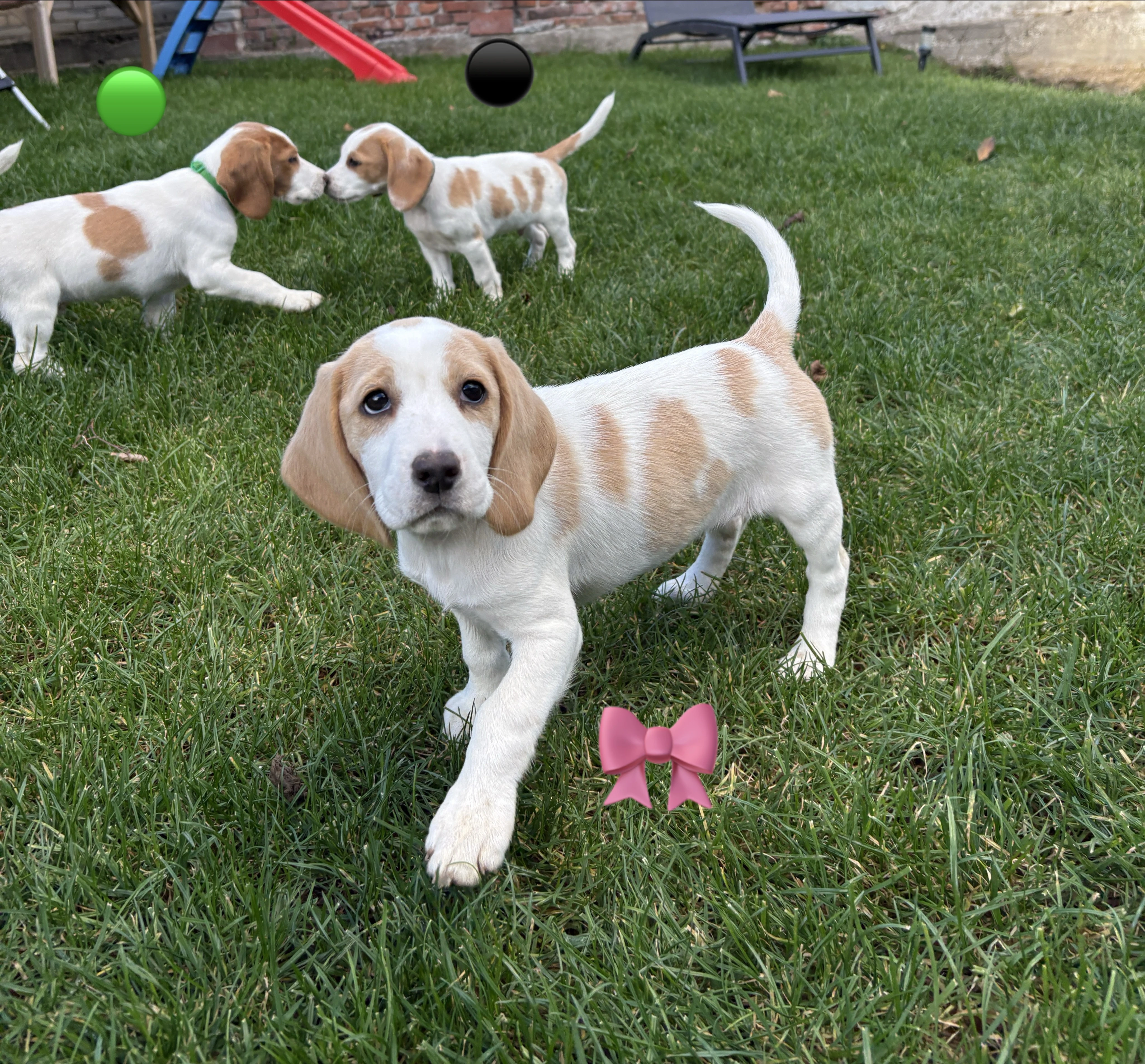 Štěňata v typu bígl bicolor, bez PP