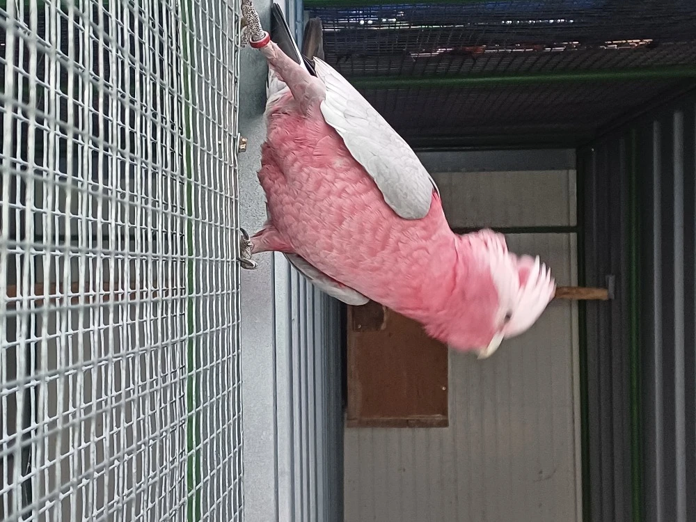 Kakadu růžový samec rok 22 s DNA . V neděli úlet samice.