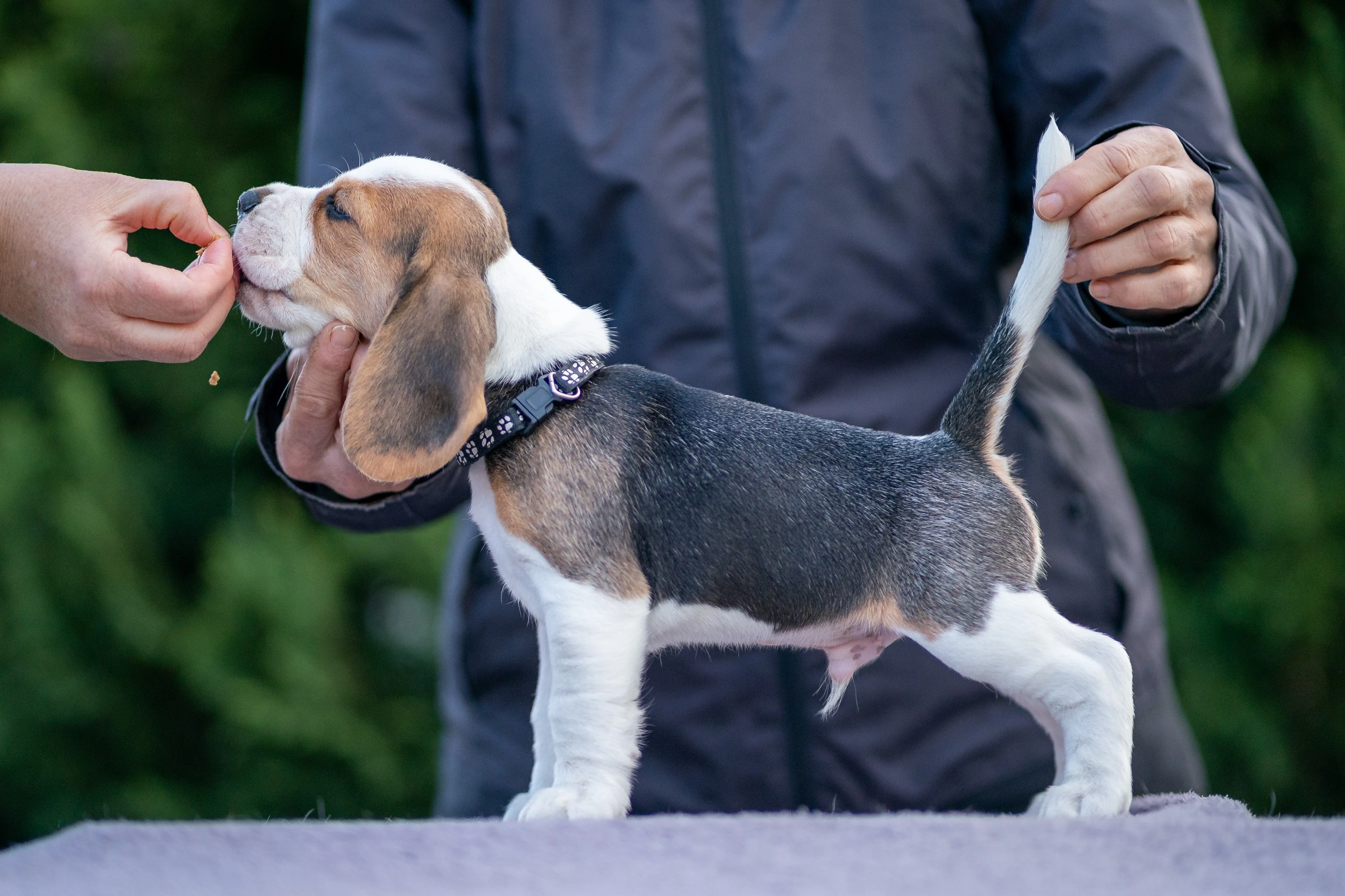 Prodám štěňata bígla