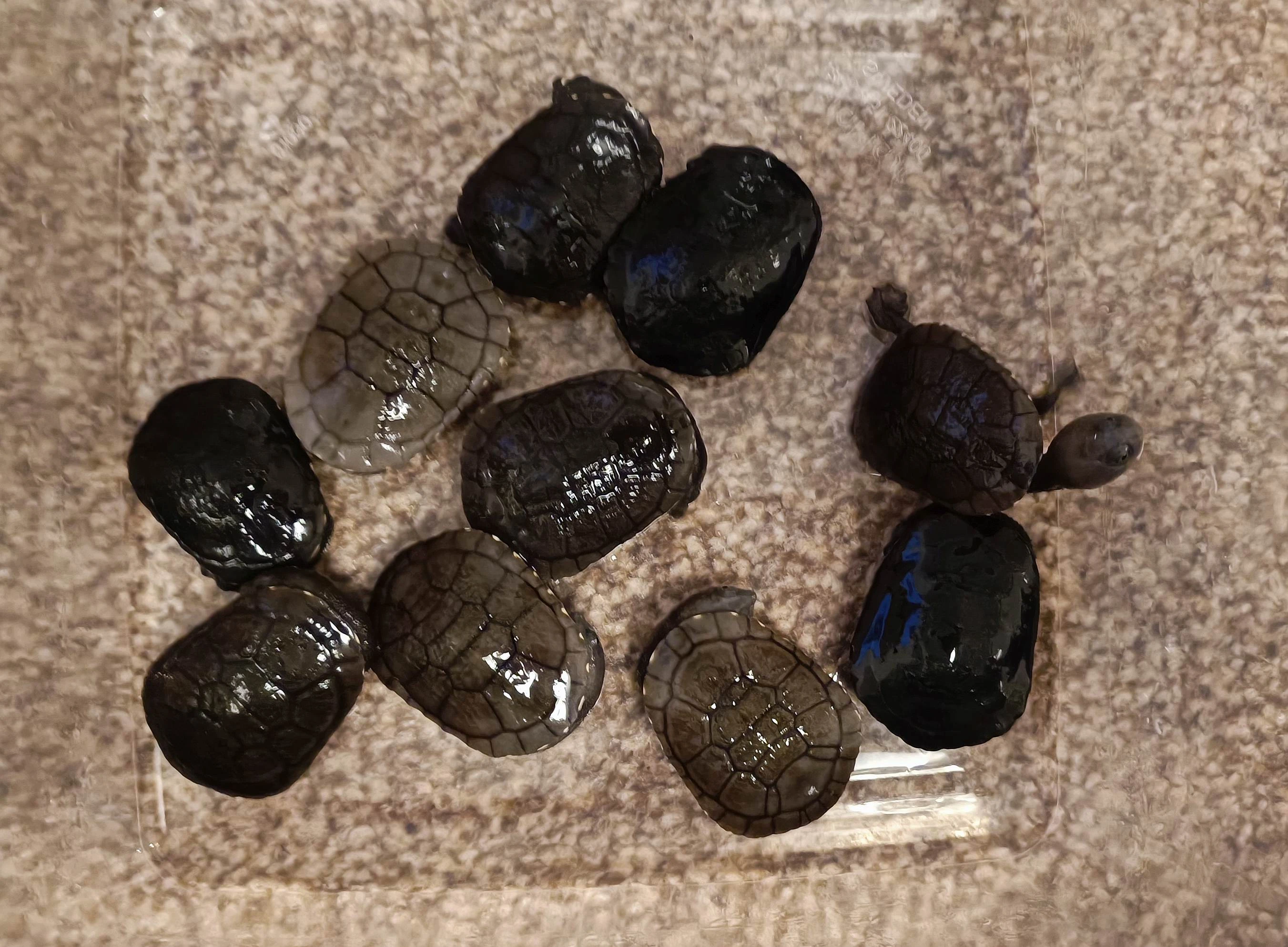 Dlouhokrčky Chelodina reimanni a mccordi