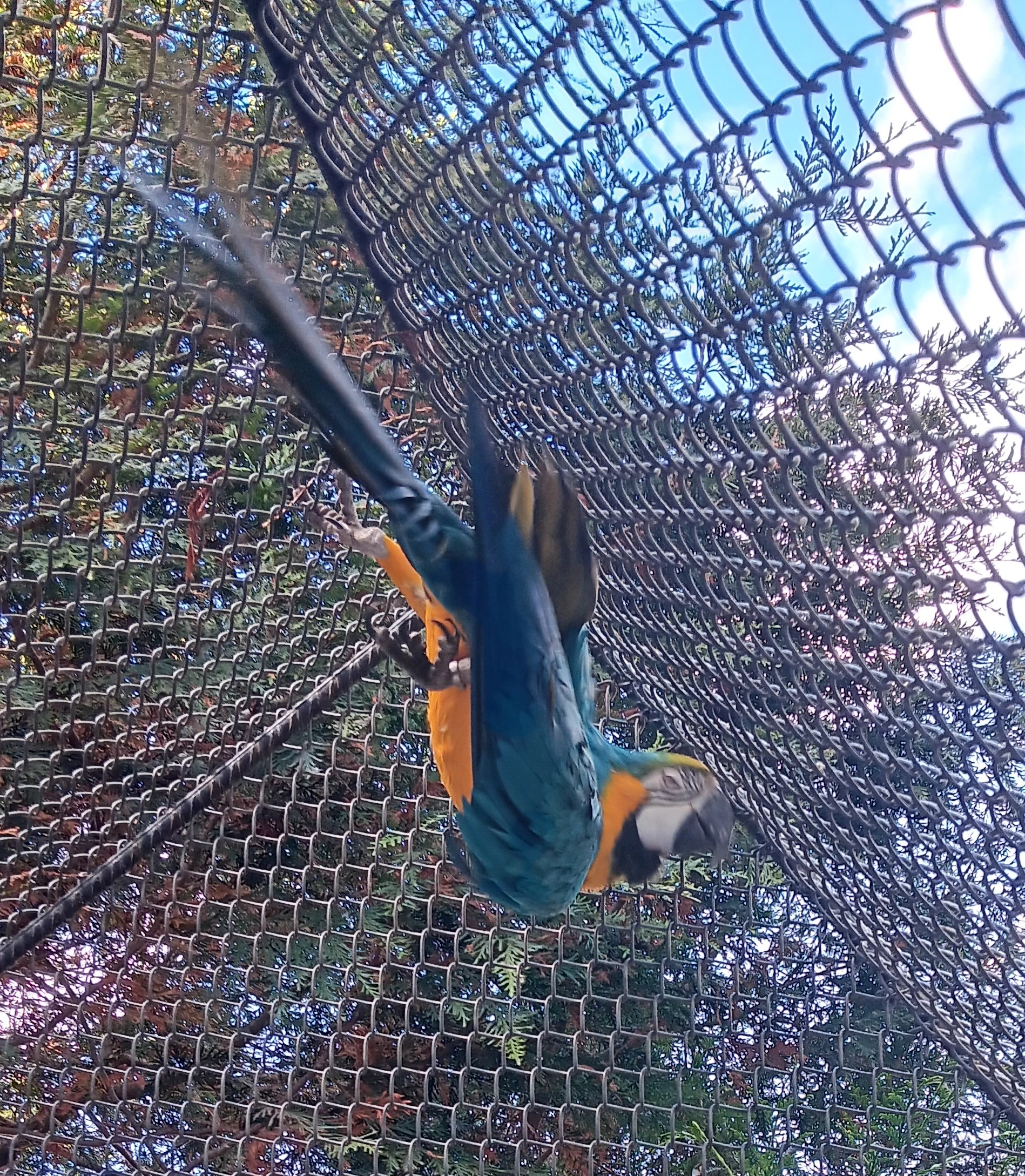 Ara ararauna, samice do chovu