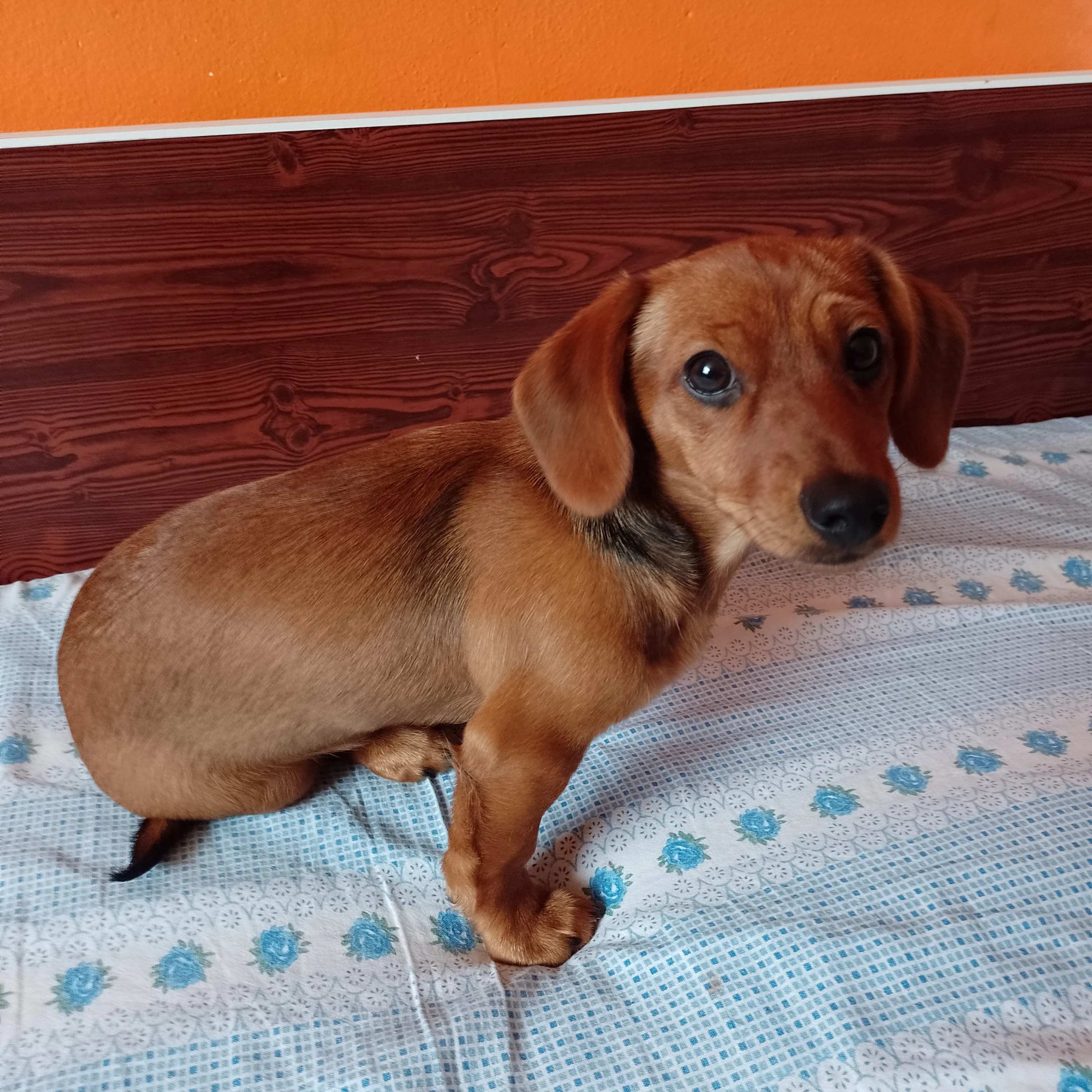 Štěně křížence jezevčíka bez PP.