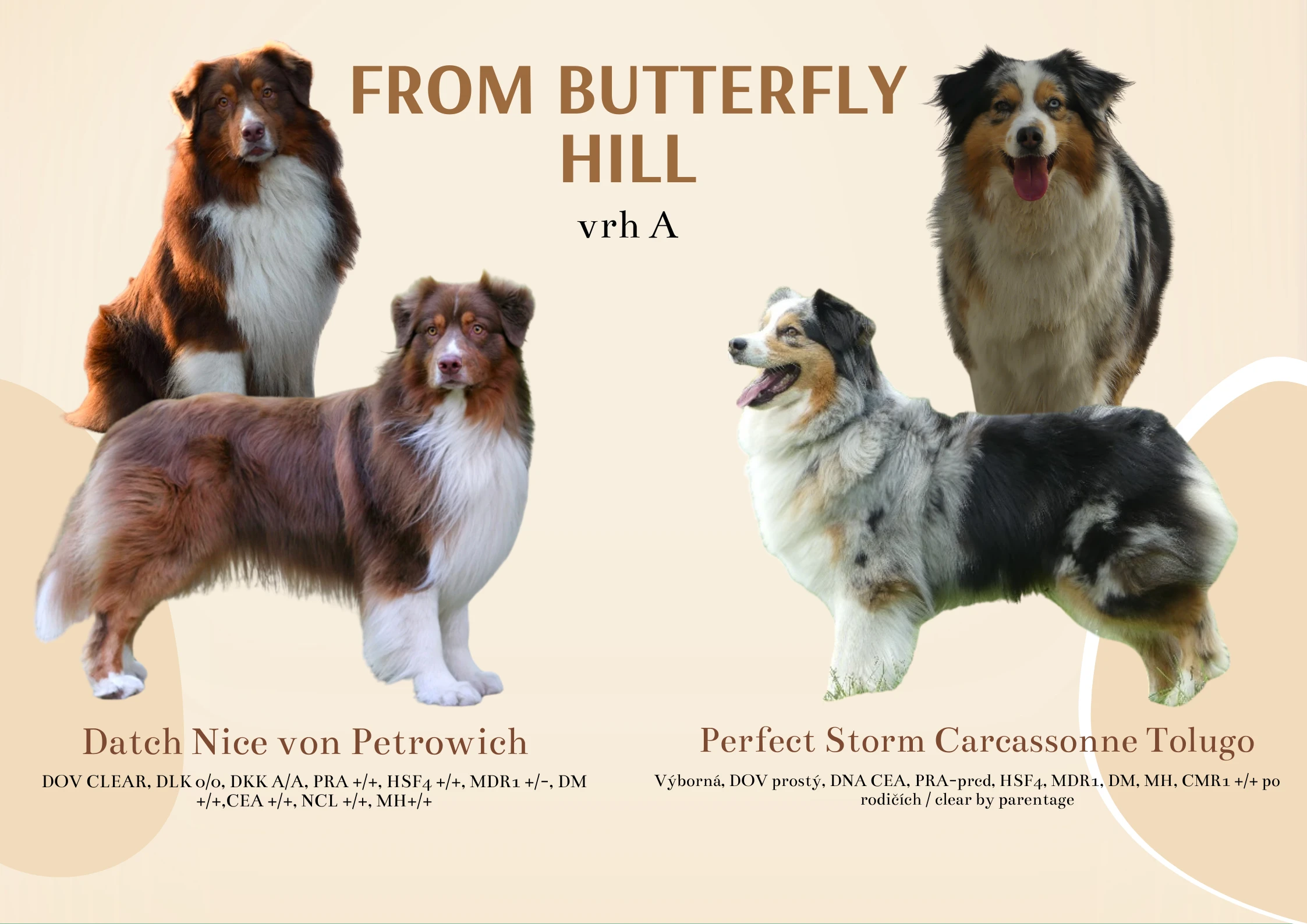 Australský ovčák s PP - štěňata