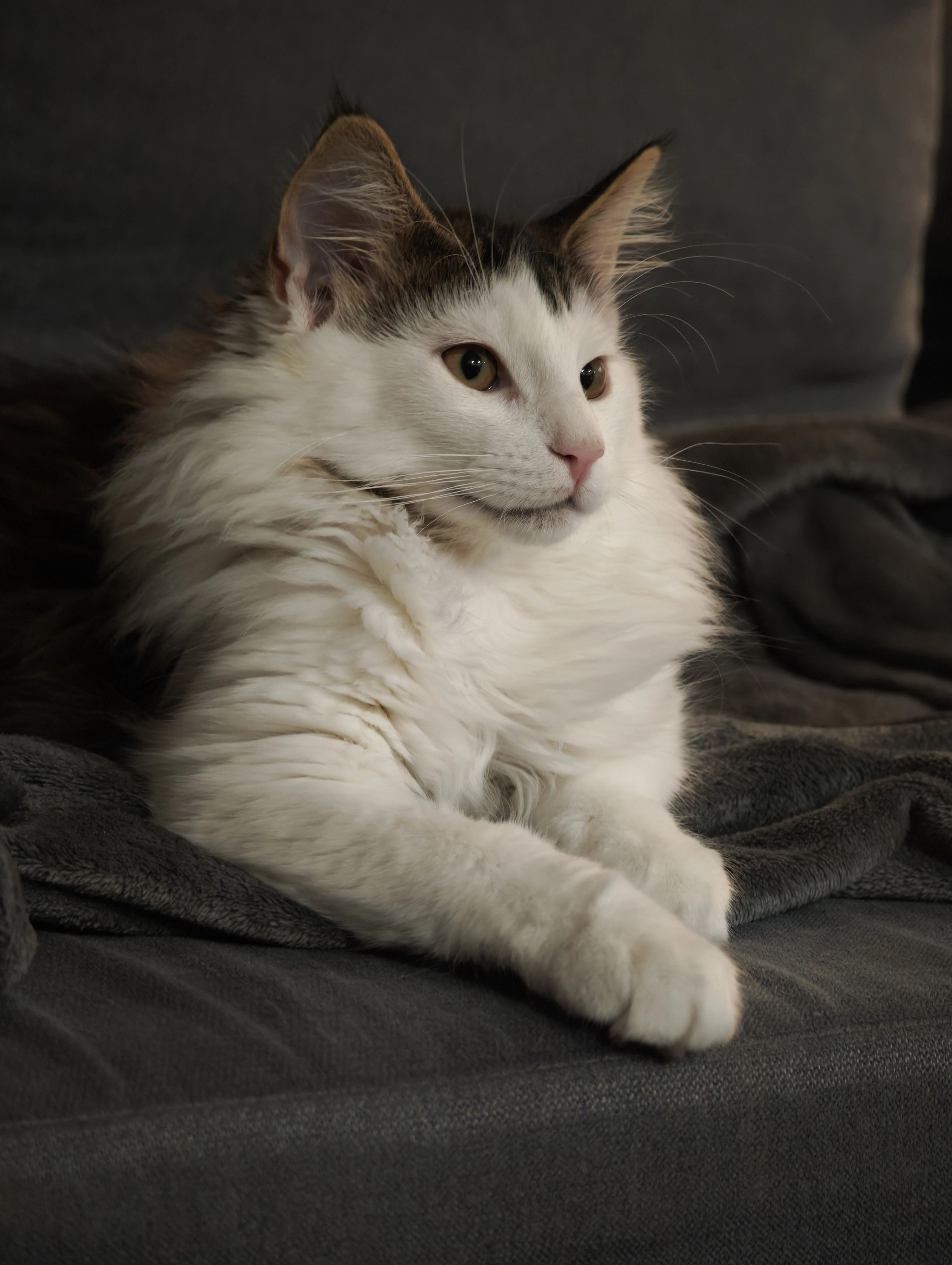 Kocourek Norské lesní kočky s PP