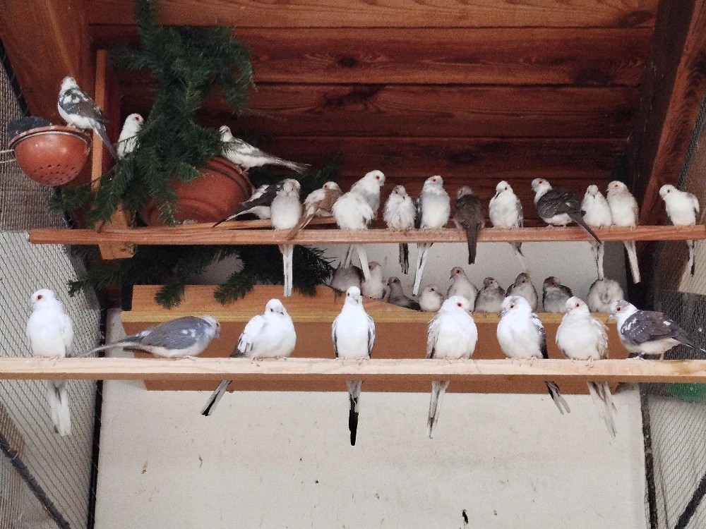 Holoubek diamantový - straka