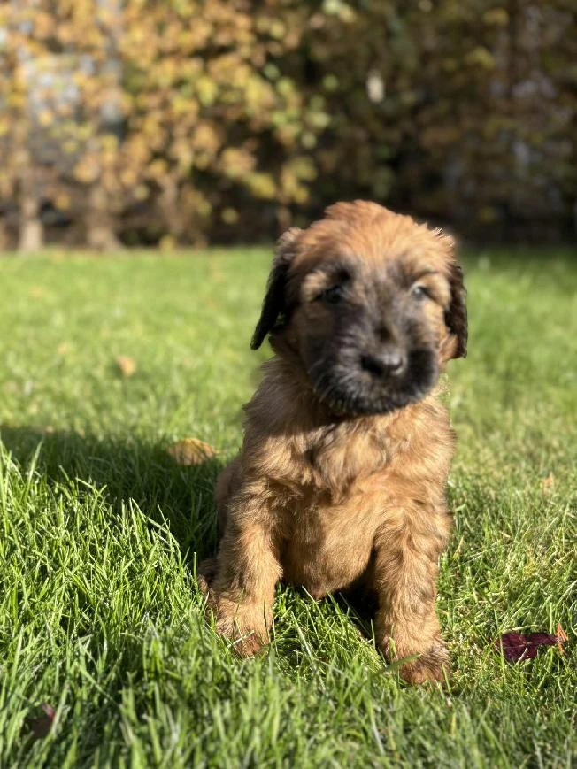 Briard plavý - štěně