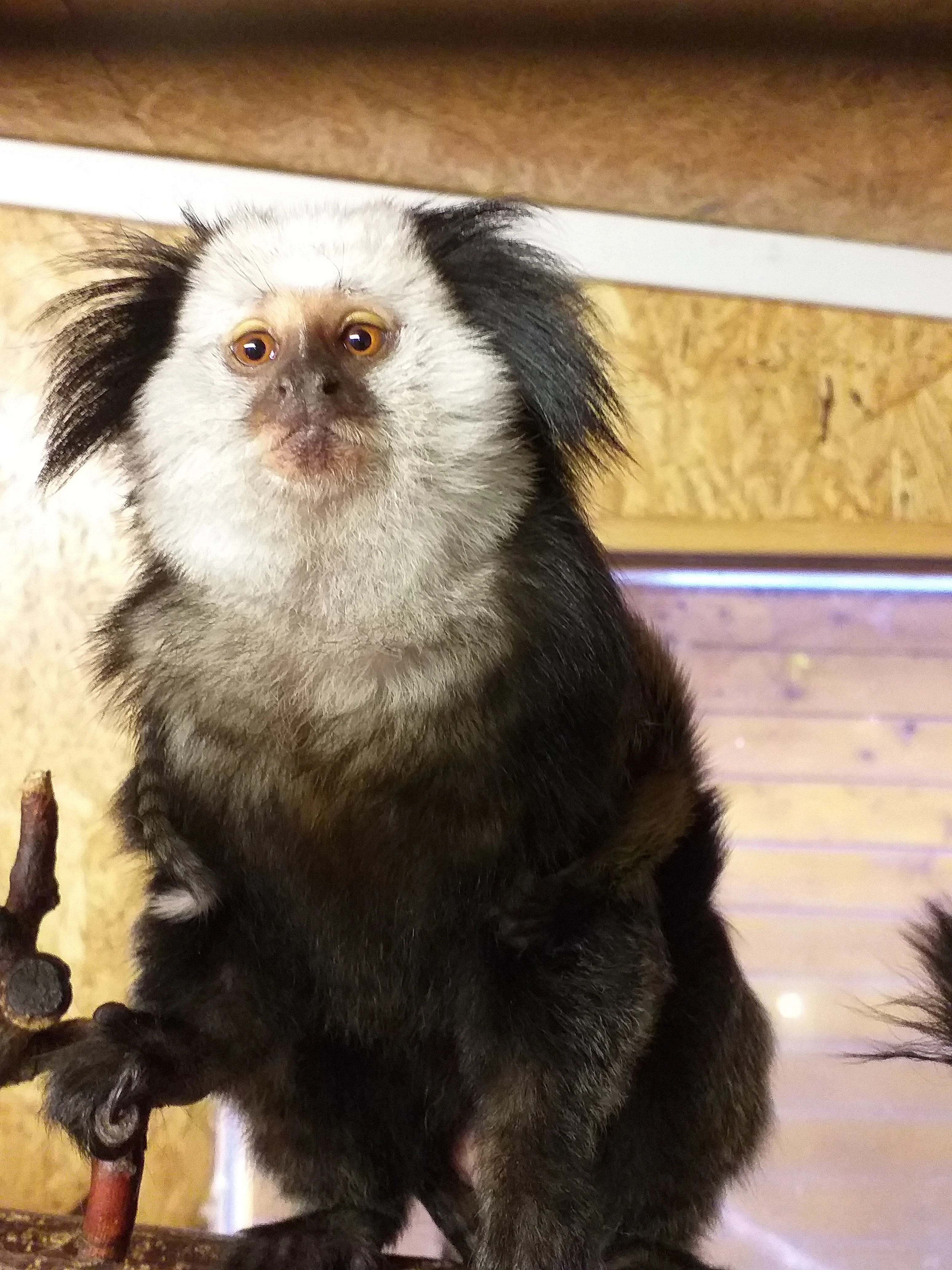 Callithrix geoffroyi, callithrix pygmaea