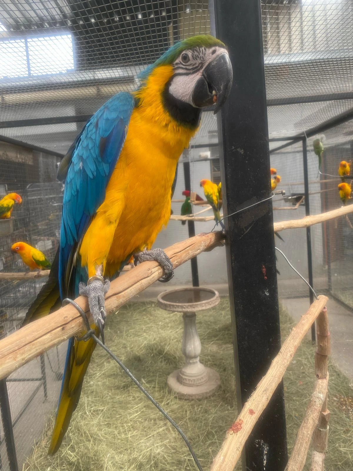 Macaw Parrots for Sale
