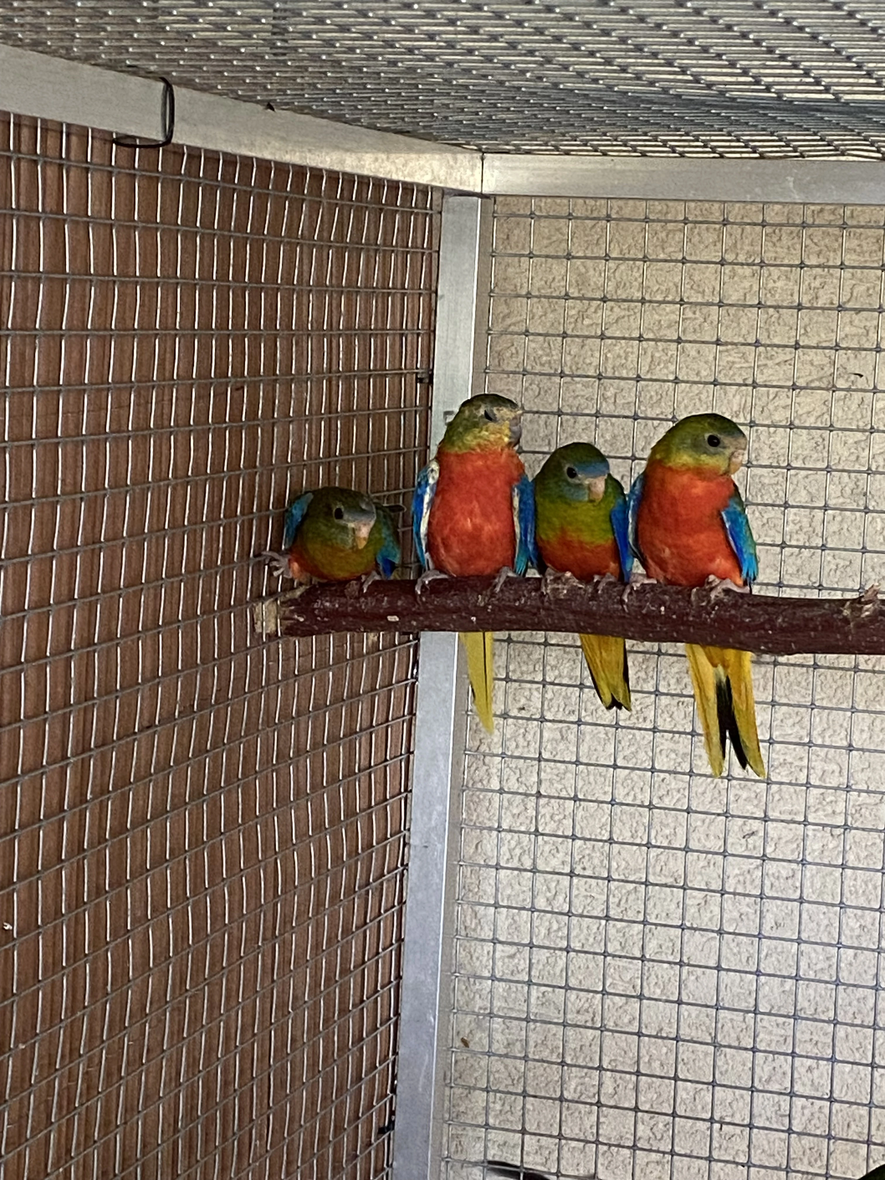 Neoféma tyrkysová rudoprsá