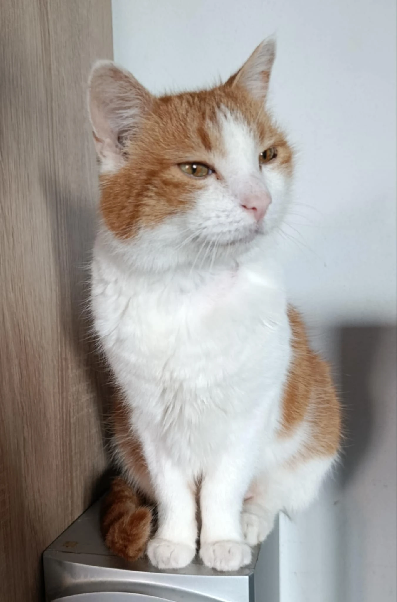 Kocourek Bruno hledá nový domov