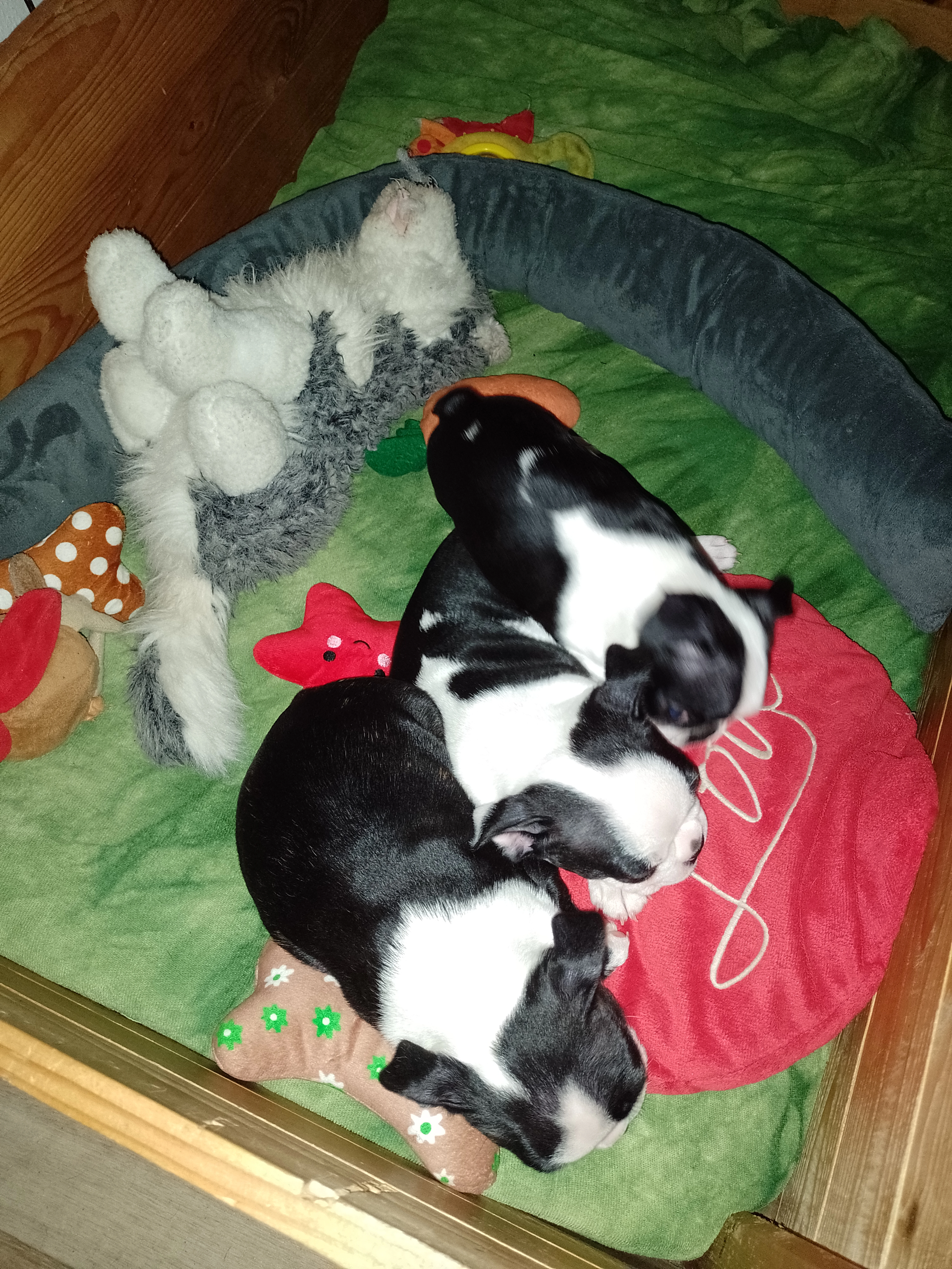 Bostonský teriér štěňátka s PP FCI