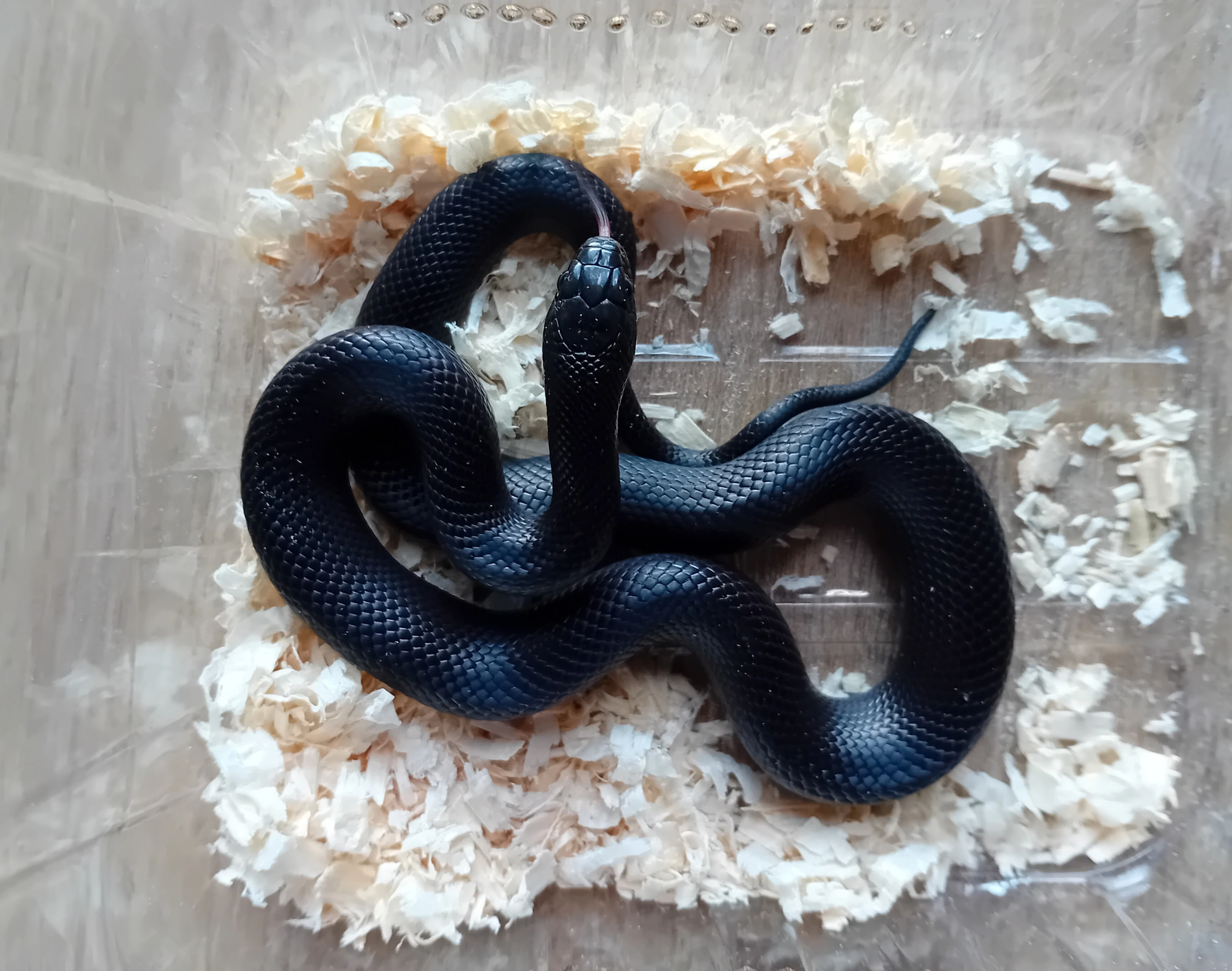 Lampropeltis mexicana Black king