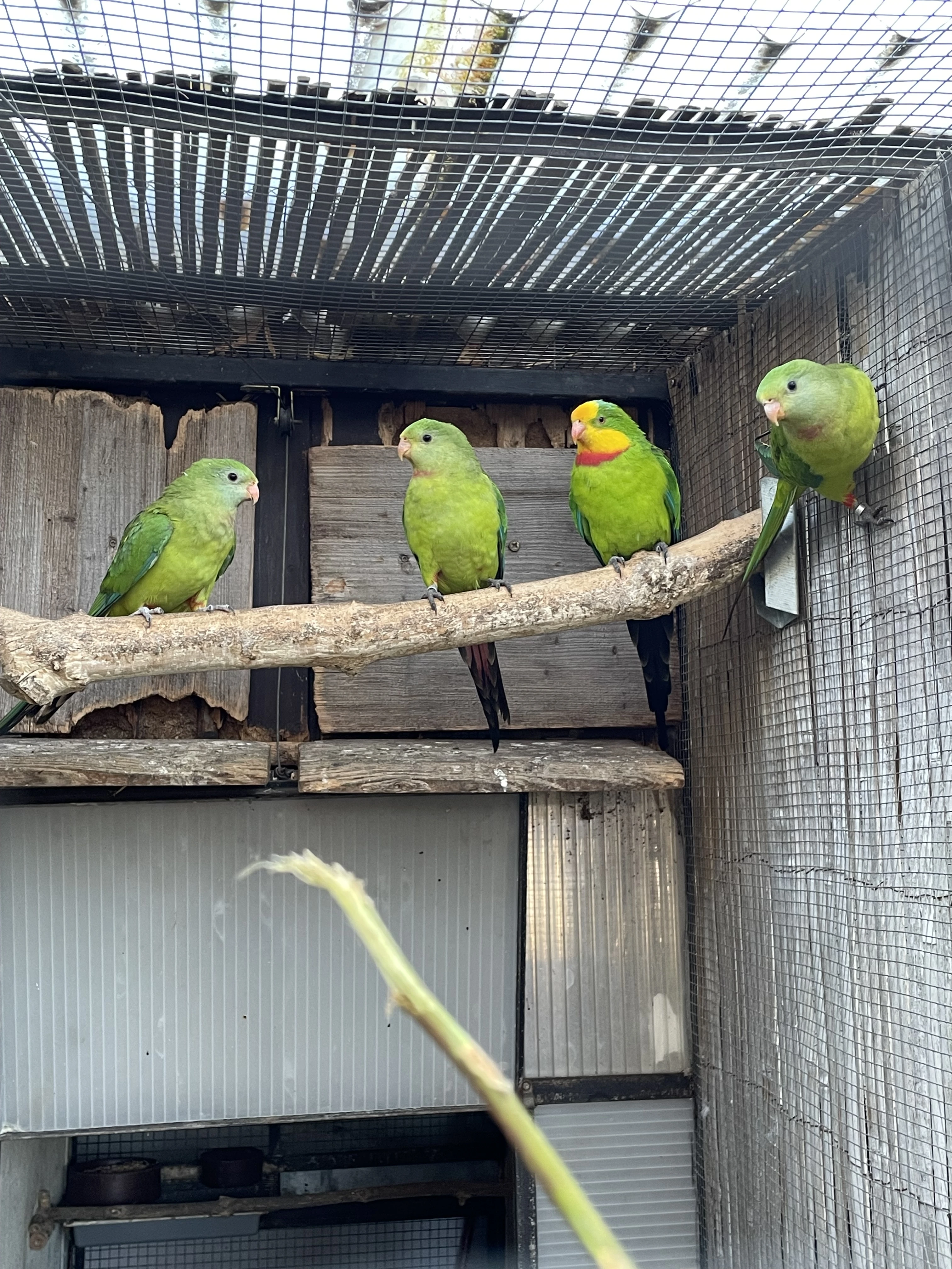 Papoušek nádherný