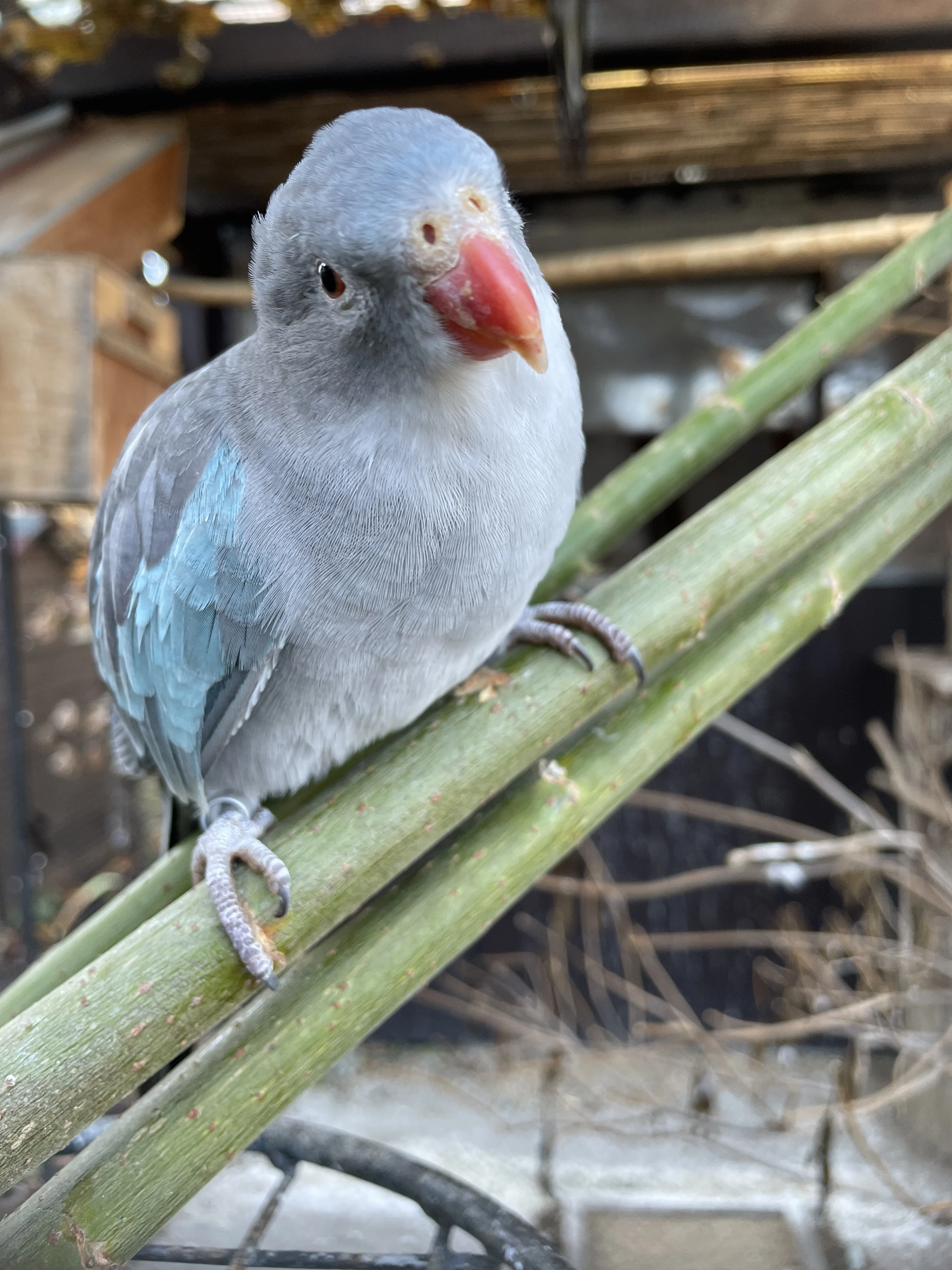 Papoušek Alexandřin