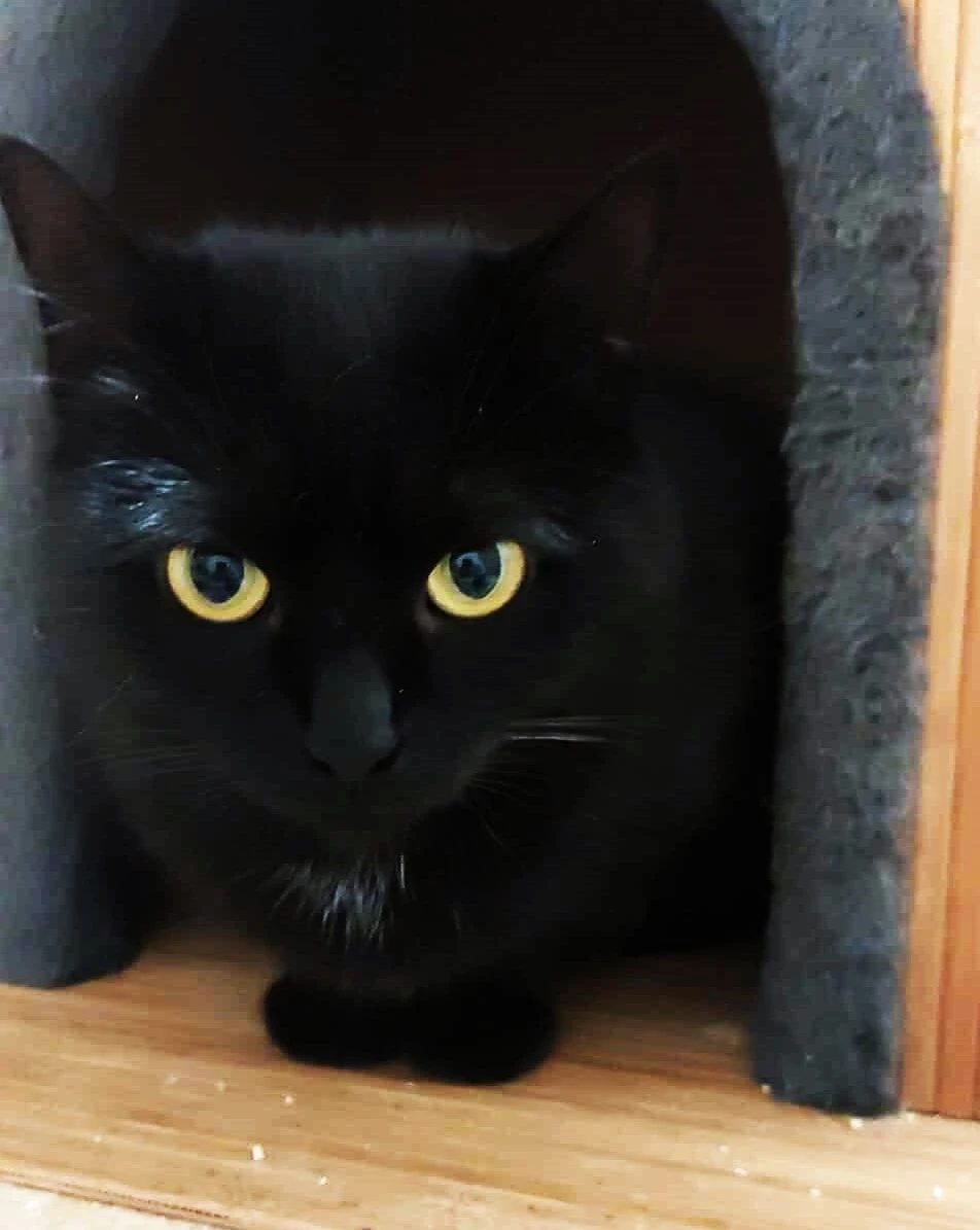 Kočička Elektra hledá nový domov