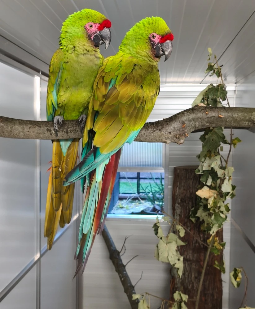 Ara vojenský – vyměním pro změnu krve