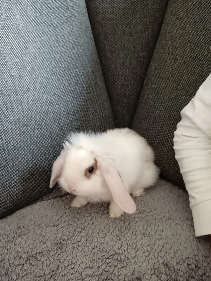 Zakrslý králík beránek bílý s hnědými znaky - holka