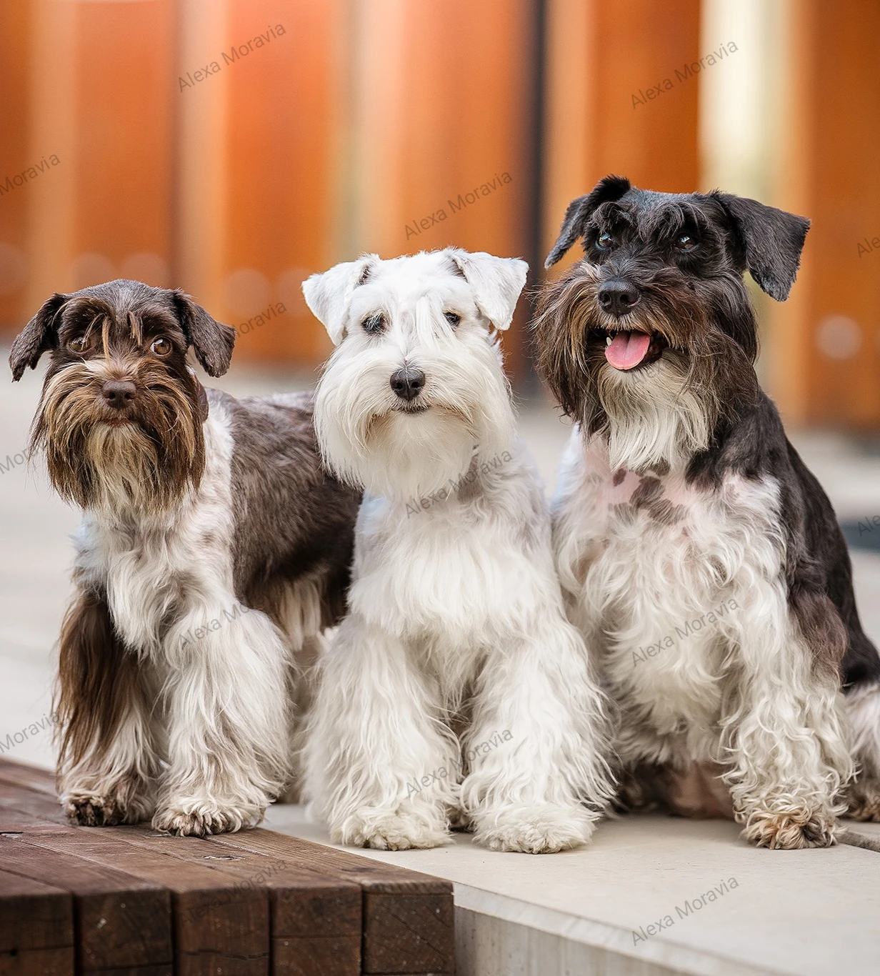 Americký parti knírač malý