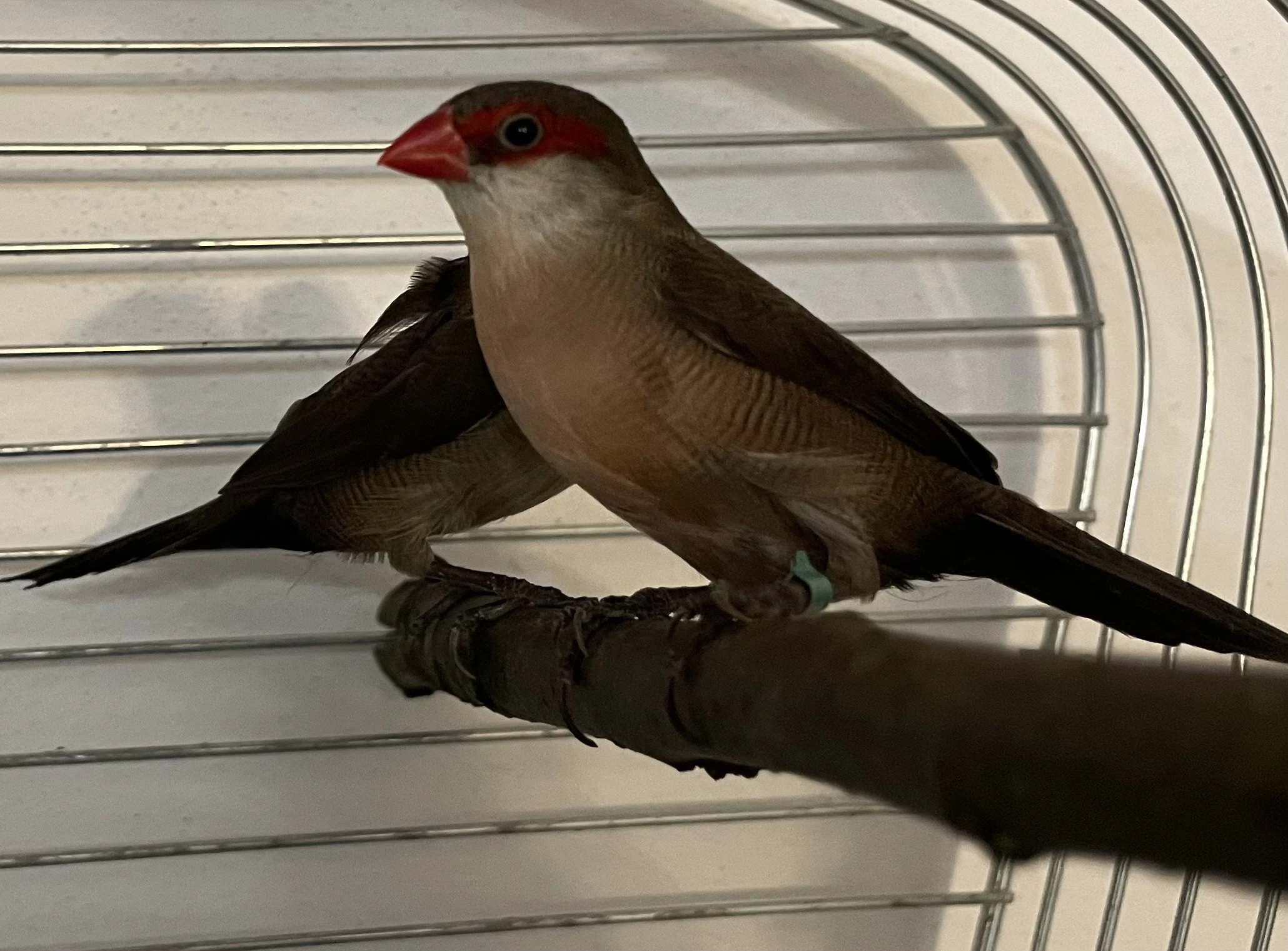 Zlatoprska malá 1,1 2024