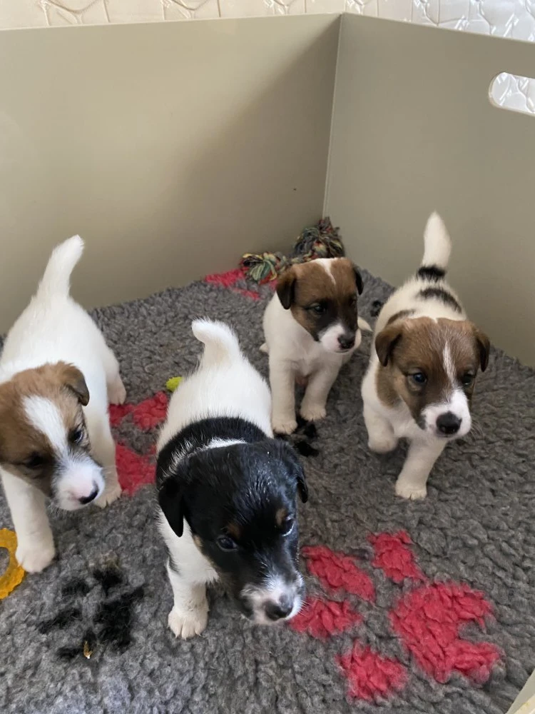 Foxteriér hladkosrstý