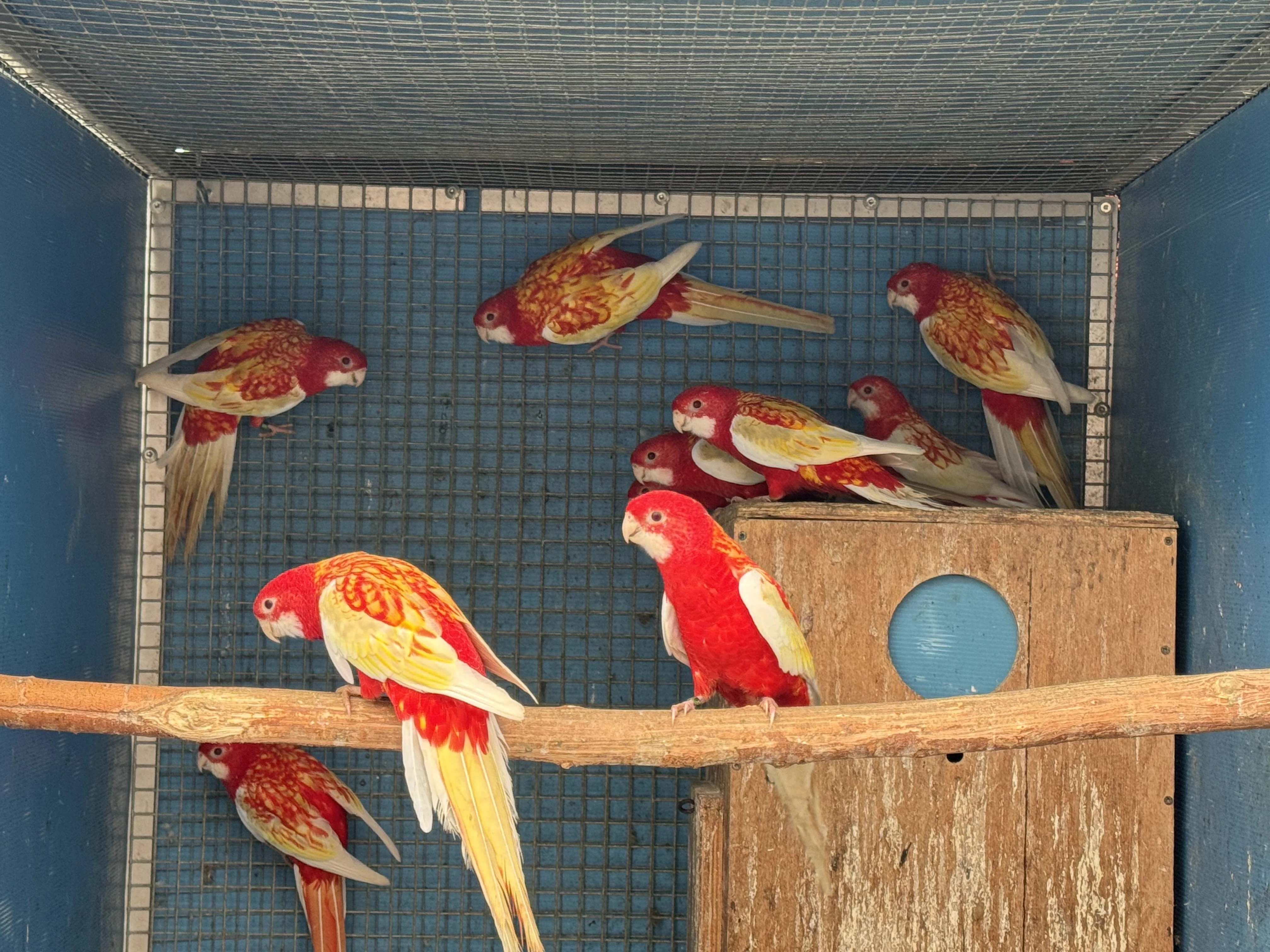 Rosela pestrá Rubino