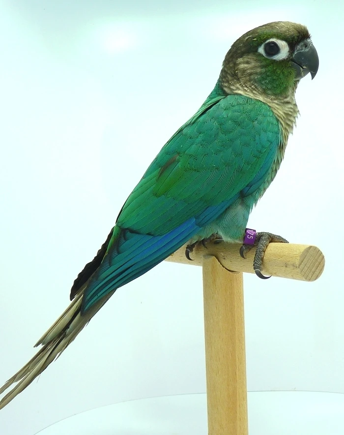 Pyrura zelenolící tyrkysový