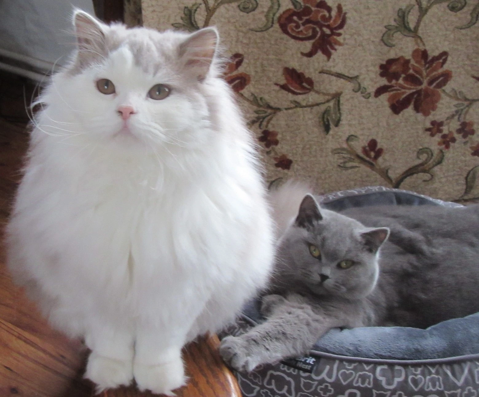 Britský kocourek a kočička s PP