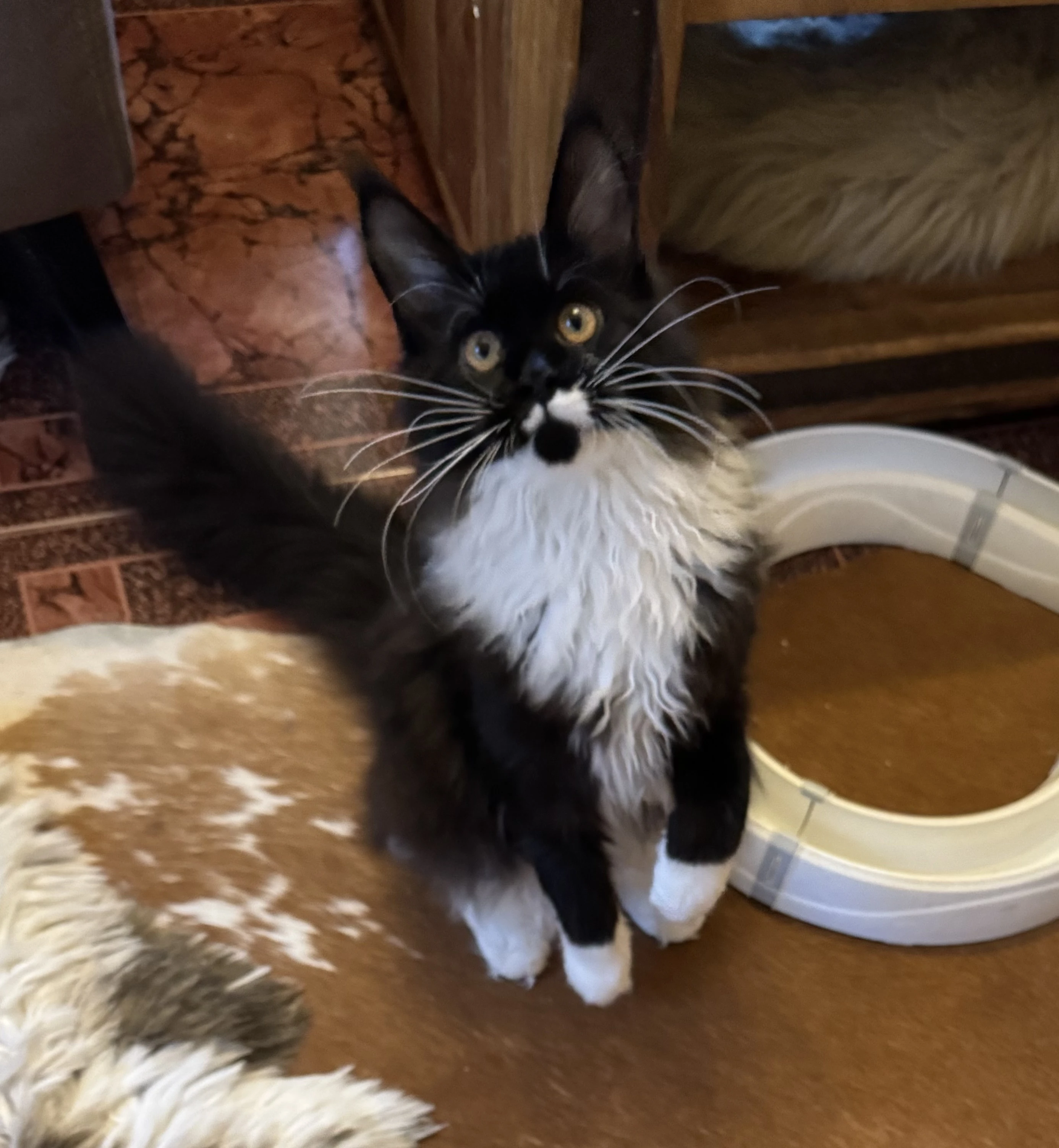 Mainska myvali s PP-Lulu