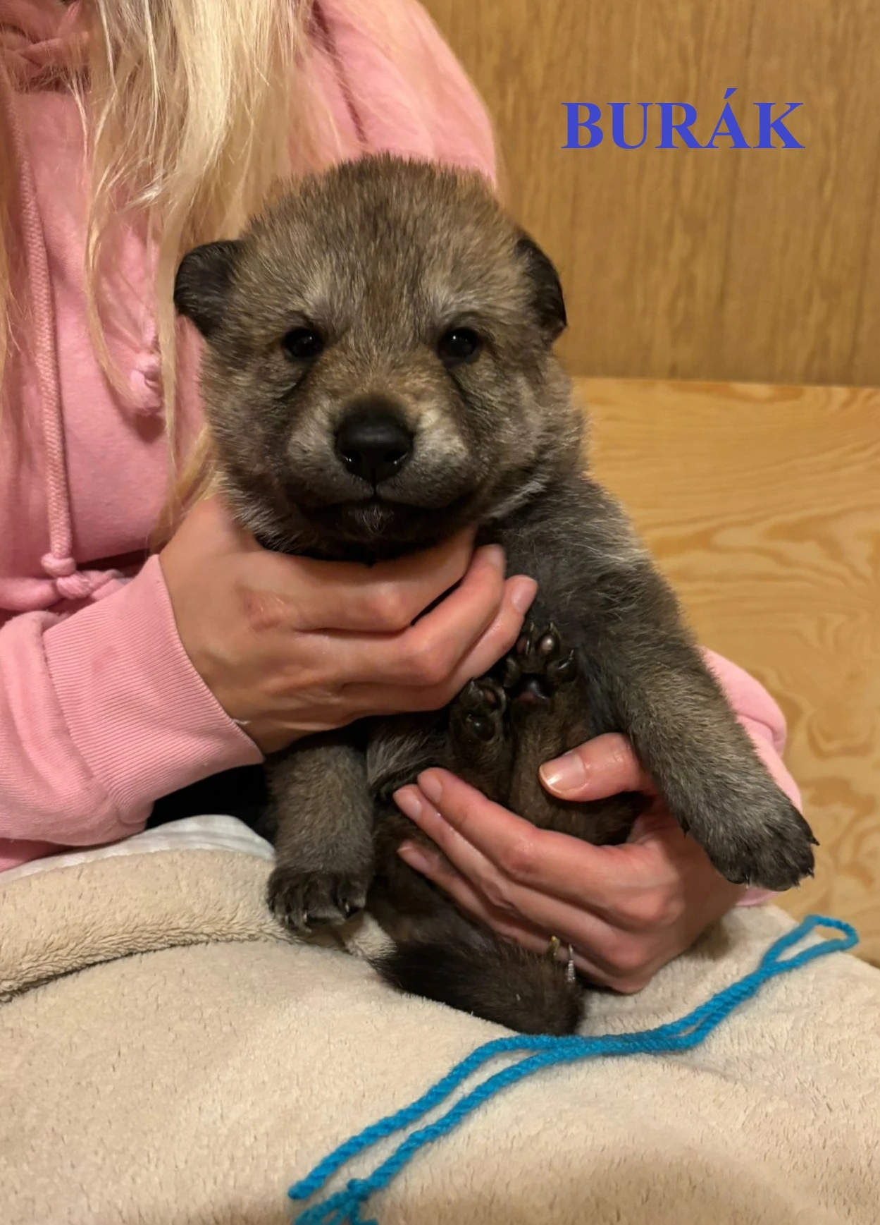 Československý vlčák - štěňata "z Tajemné zahrady"