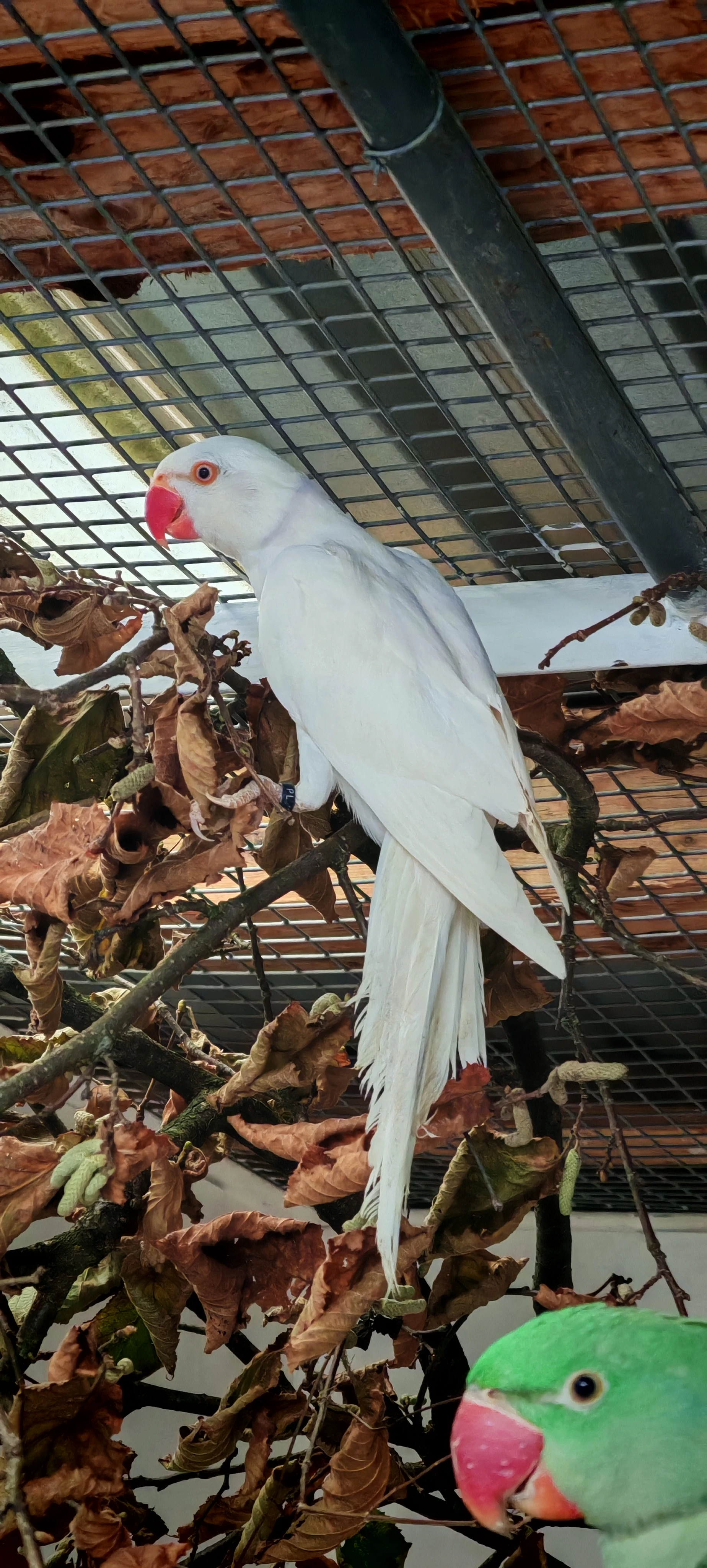 Alexandr malý, velký