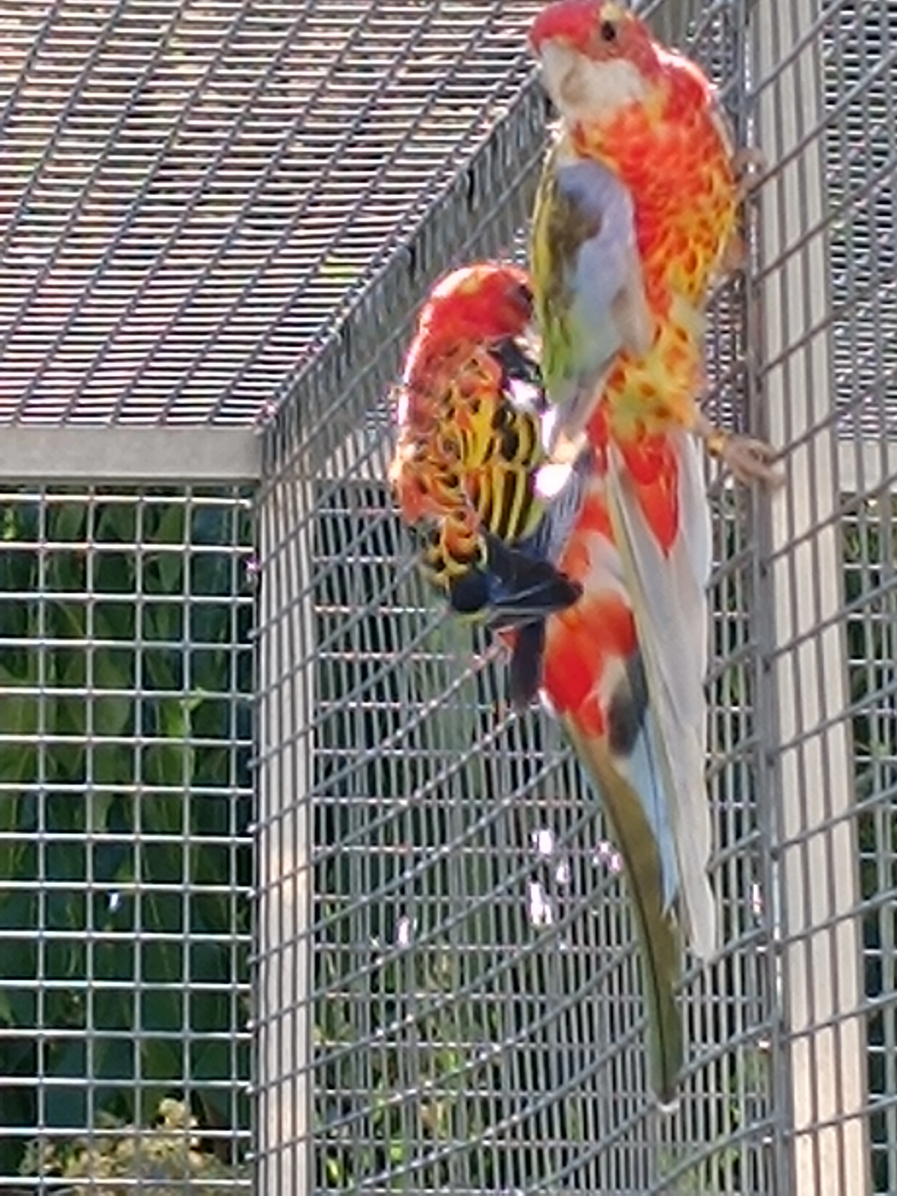 Rosela Pestrá Mutace Prodej