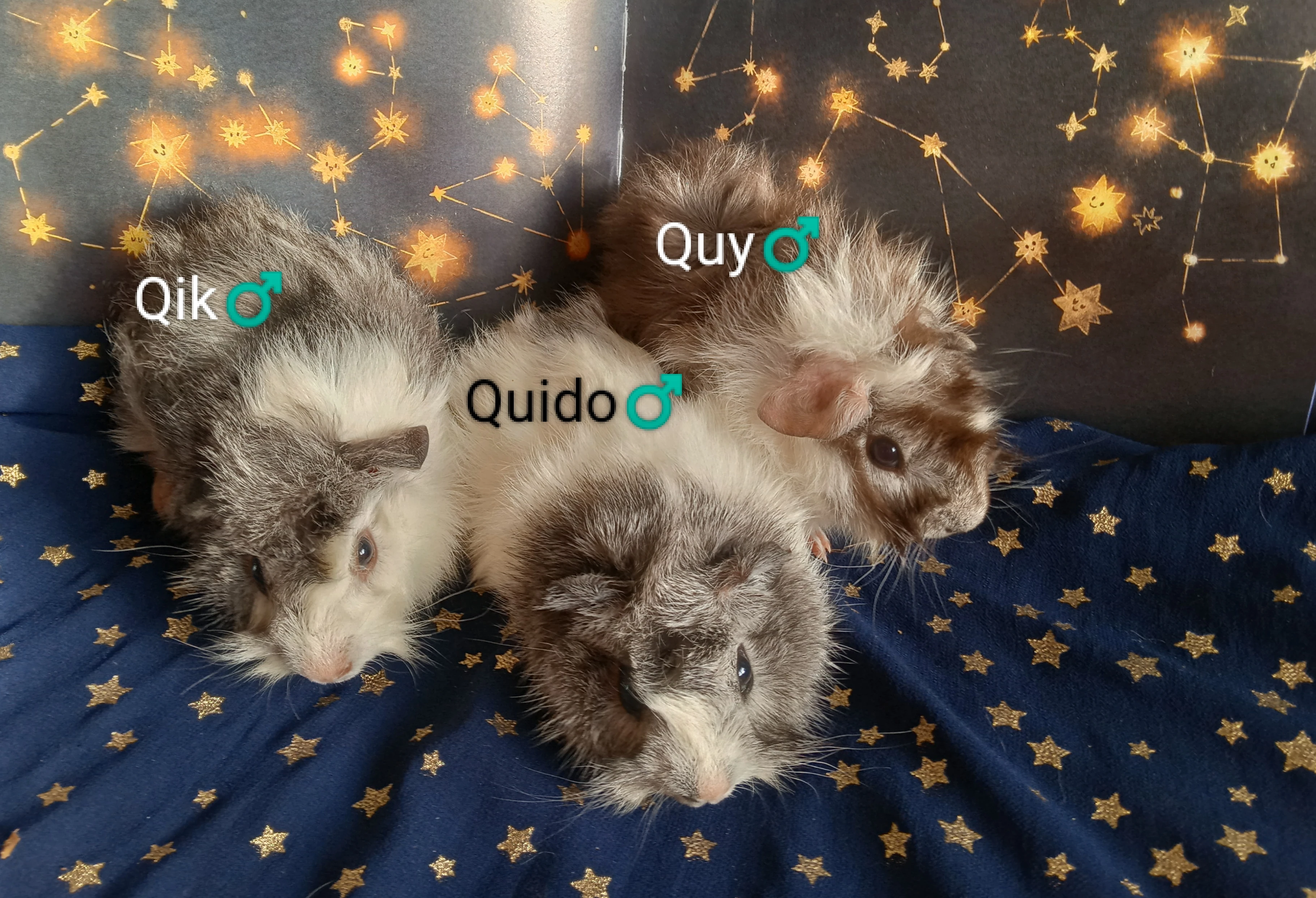 Morčátka CHS z Hvězdné Liberec