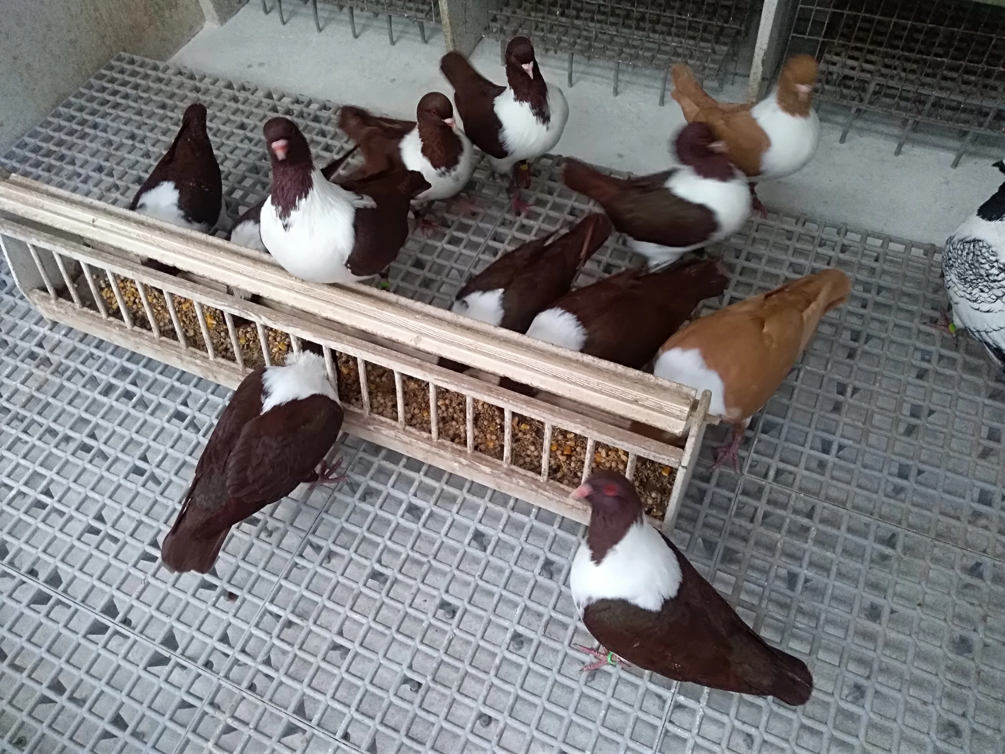 Prodám Mor.pštrosy