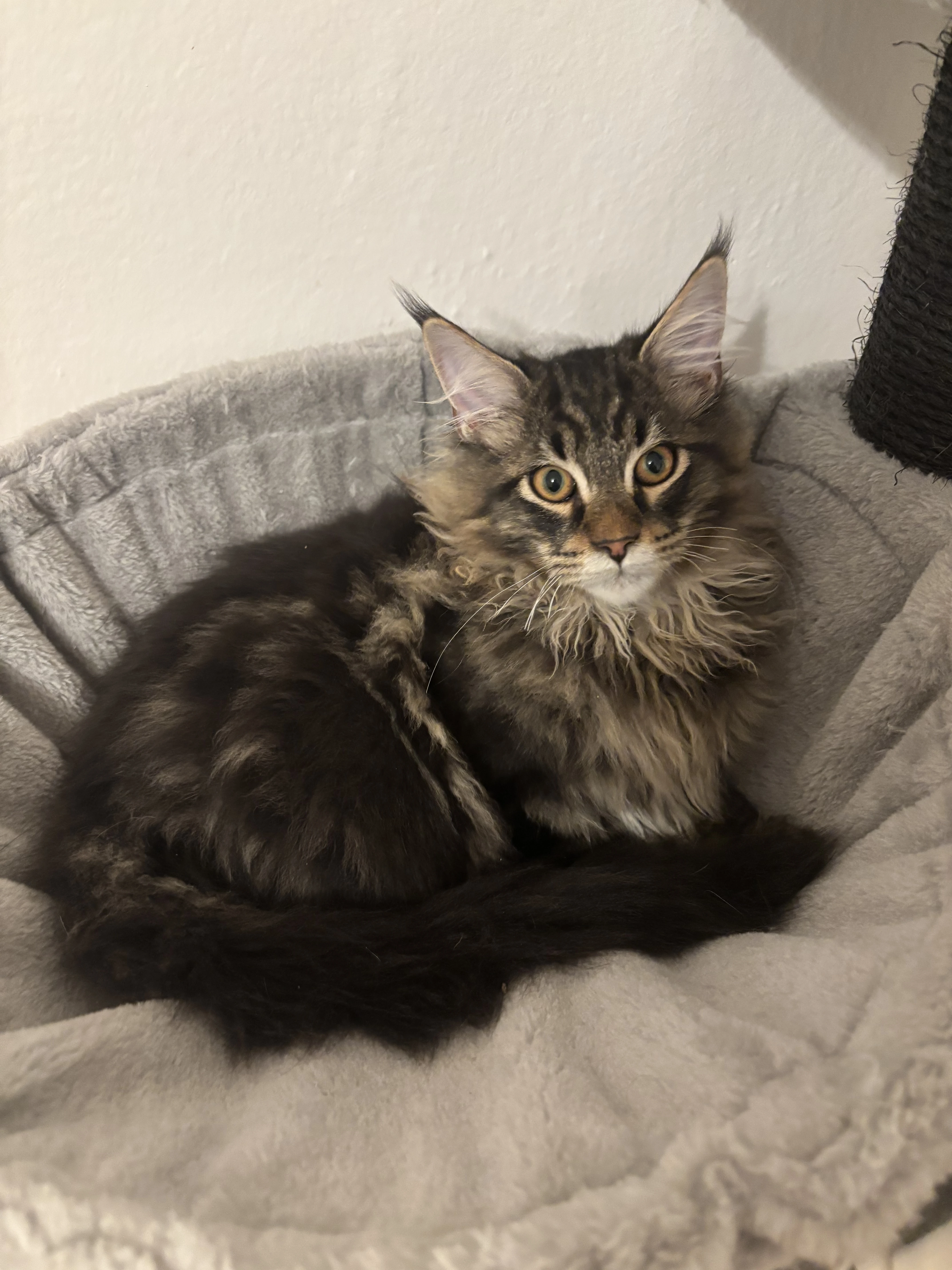 Mainský mývalí kocour s PP